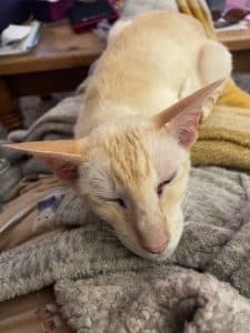 Ruby, Ruby, Ruby photo 2