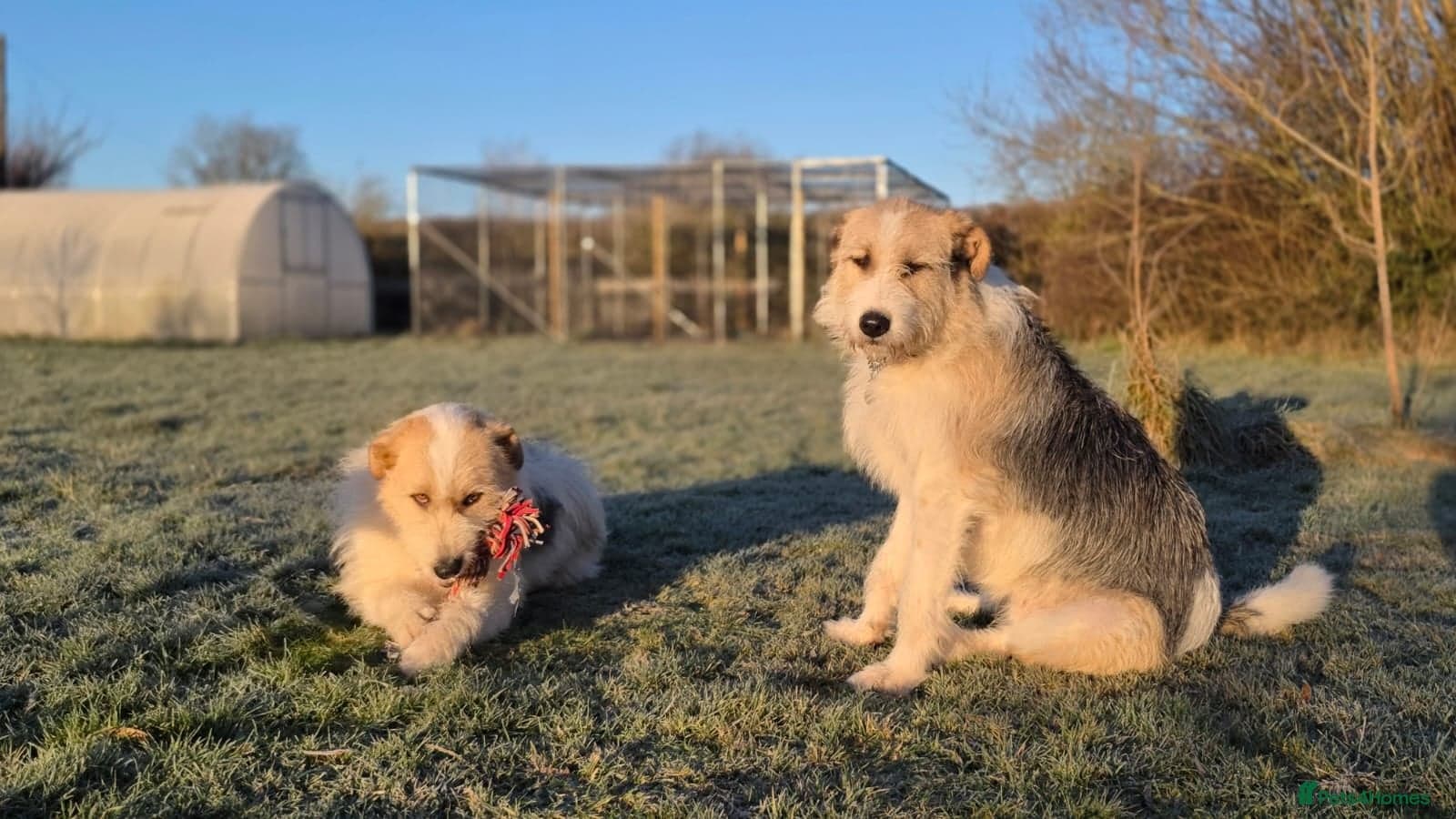 Hershey & Harley 💙 still Waiting photo 16