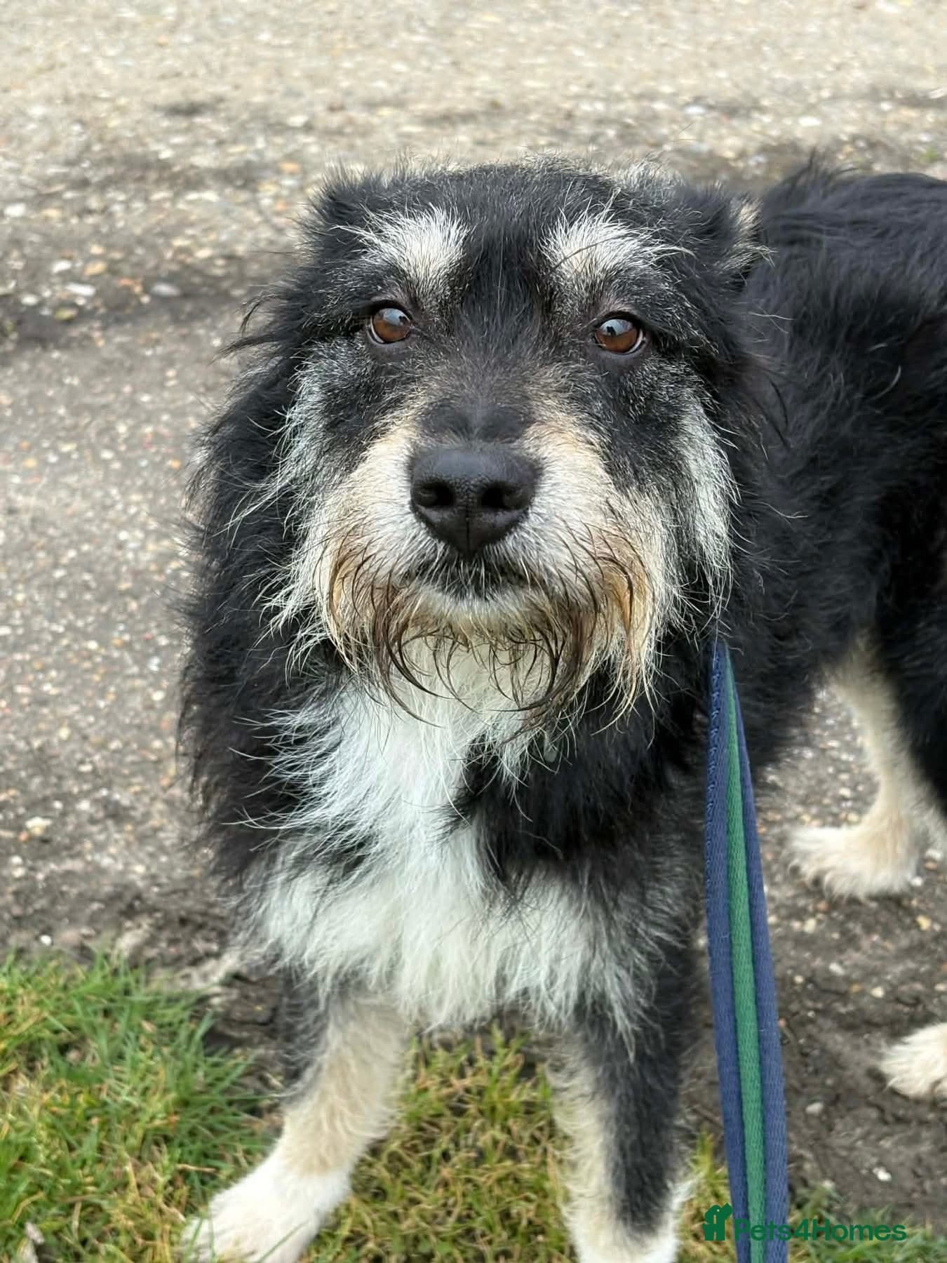 Mabel - Badersfield Norfolk photo 6