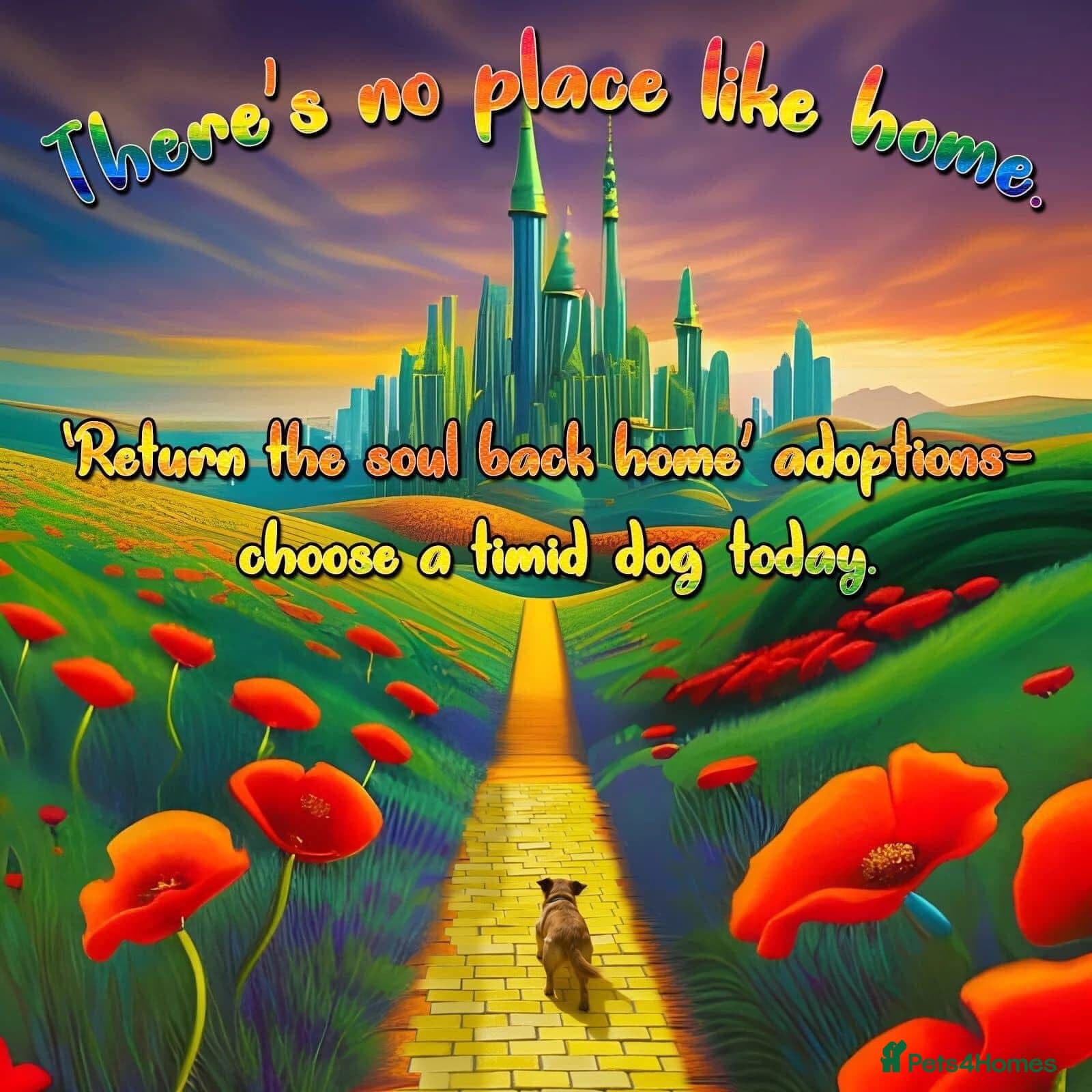 Nacho, 10-12 months old. photo 7