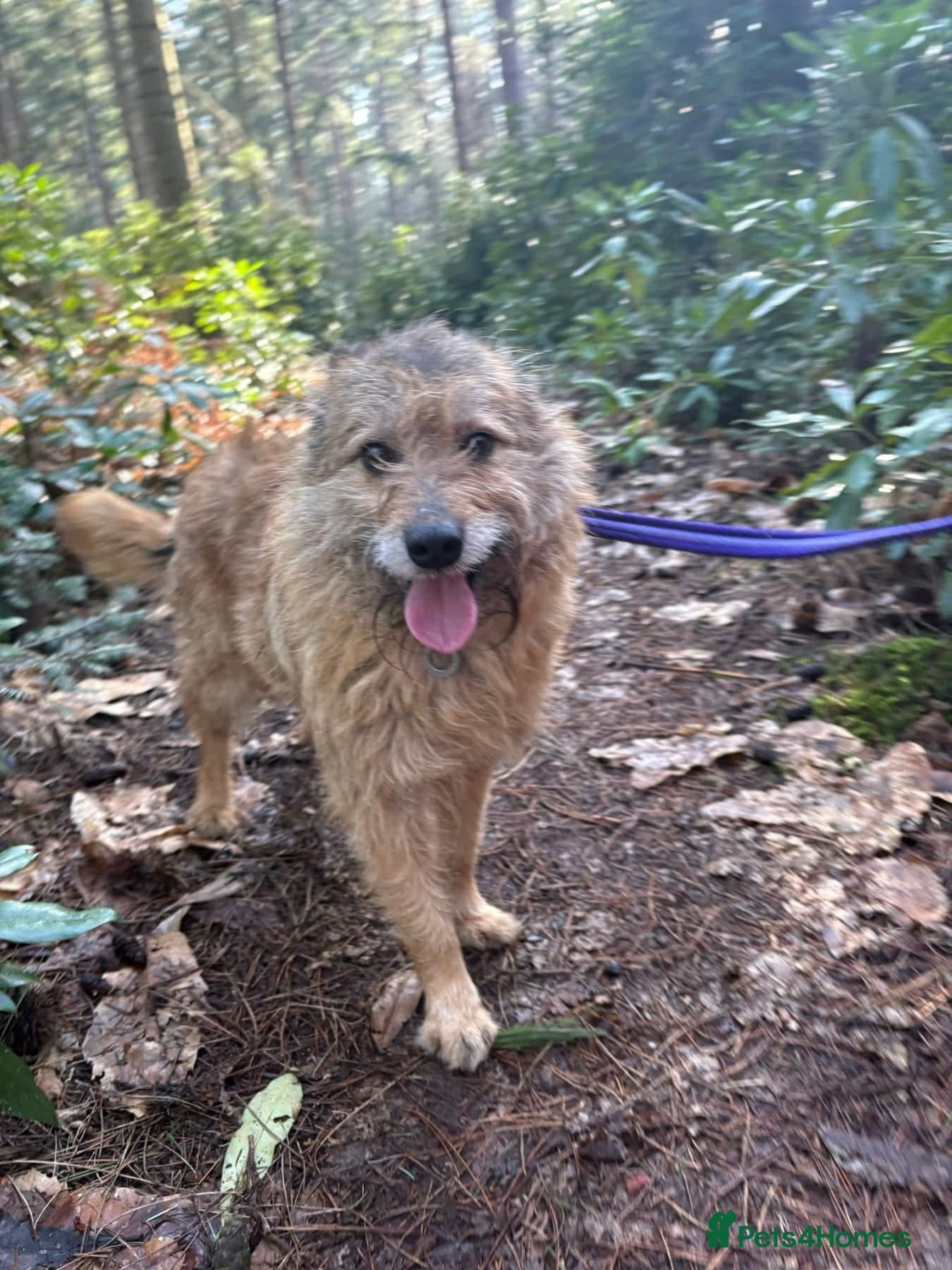 Jack - Watton Norfolk photo 4