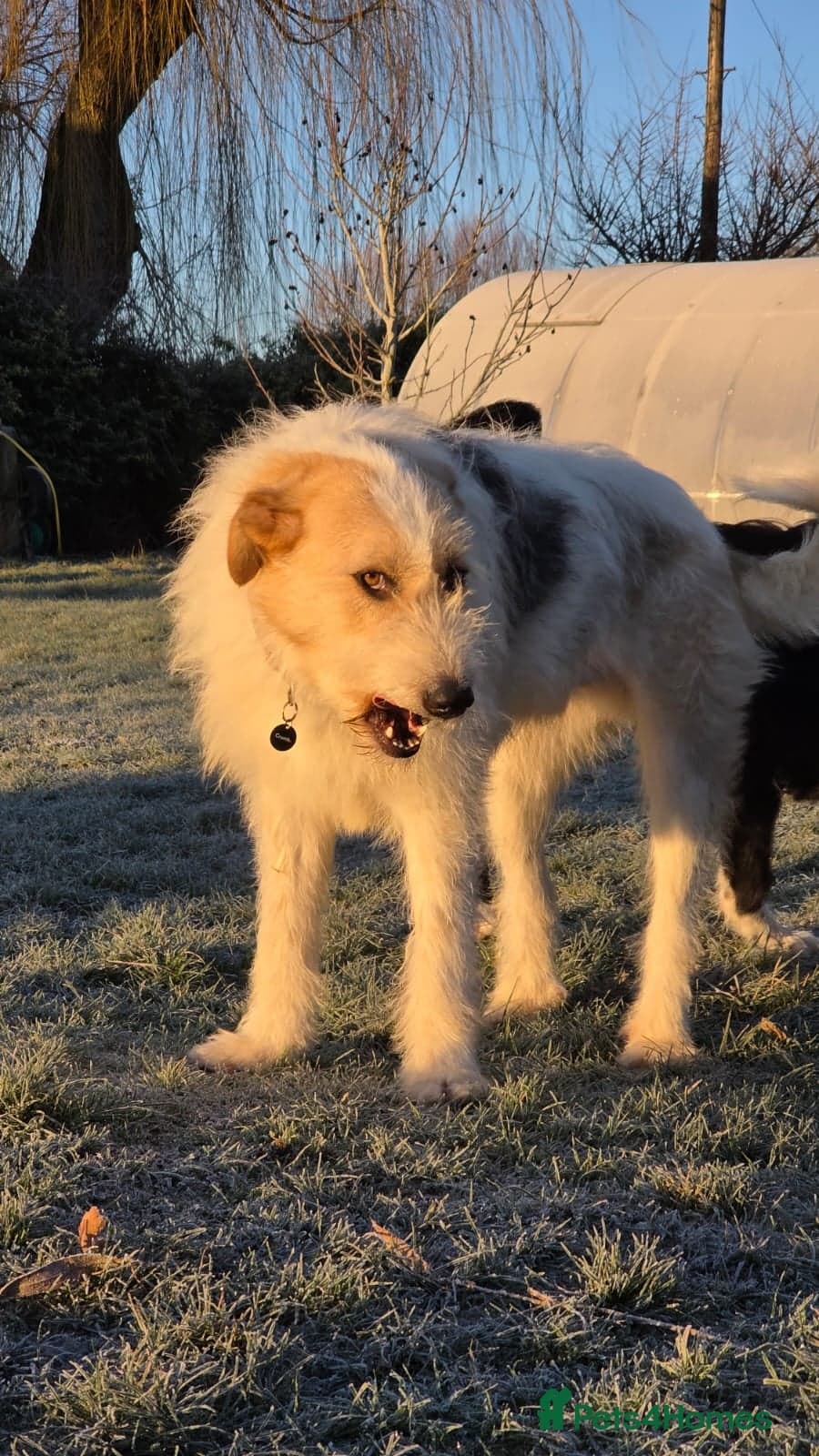 Hershey & Harley 💙 still Waiting photo 21