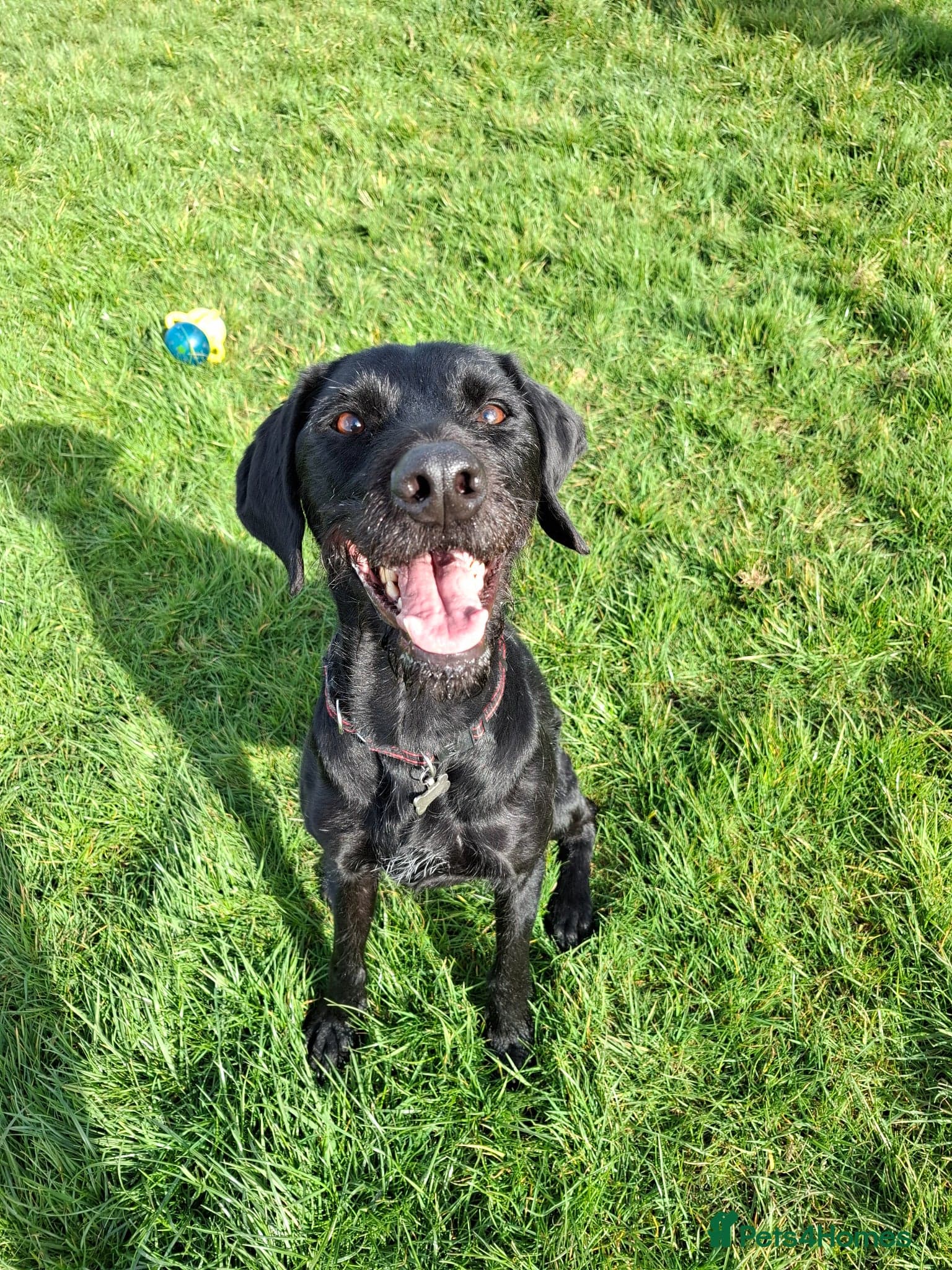 Guppy - GWP x lab photo 2