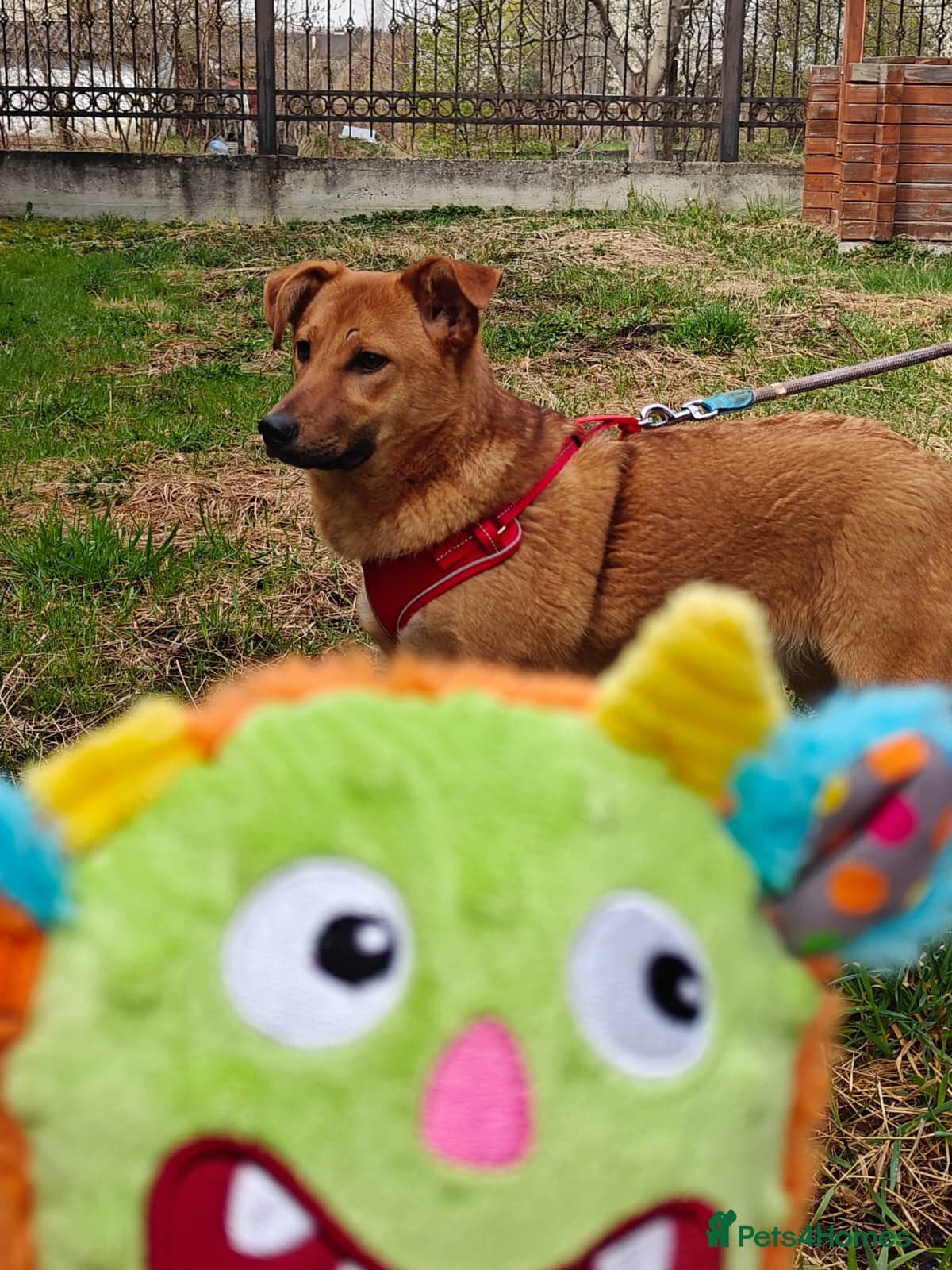 ️🐶 yara photo 15