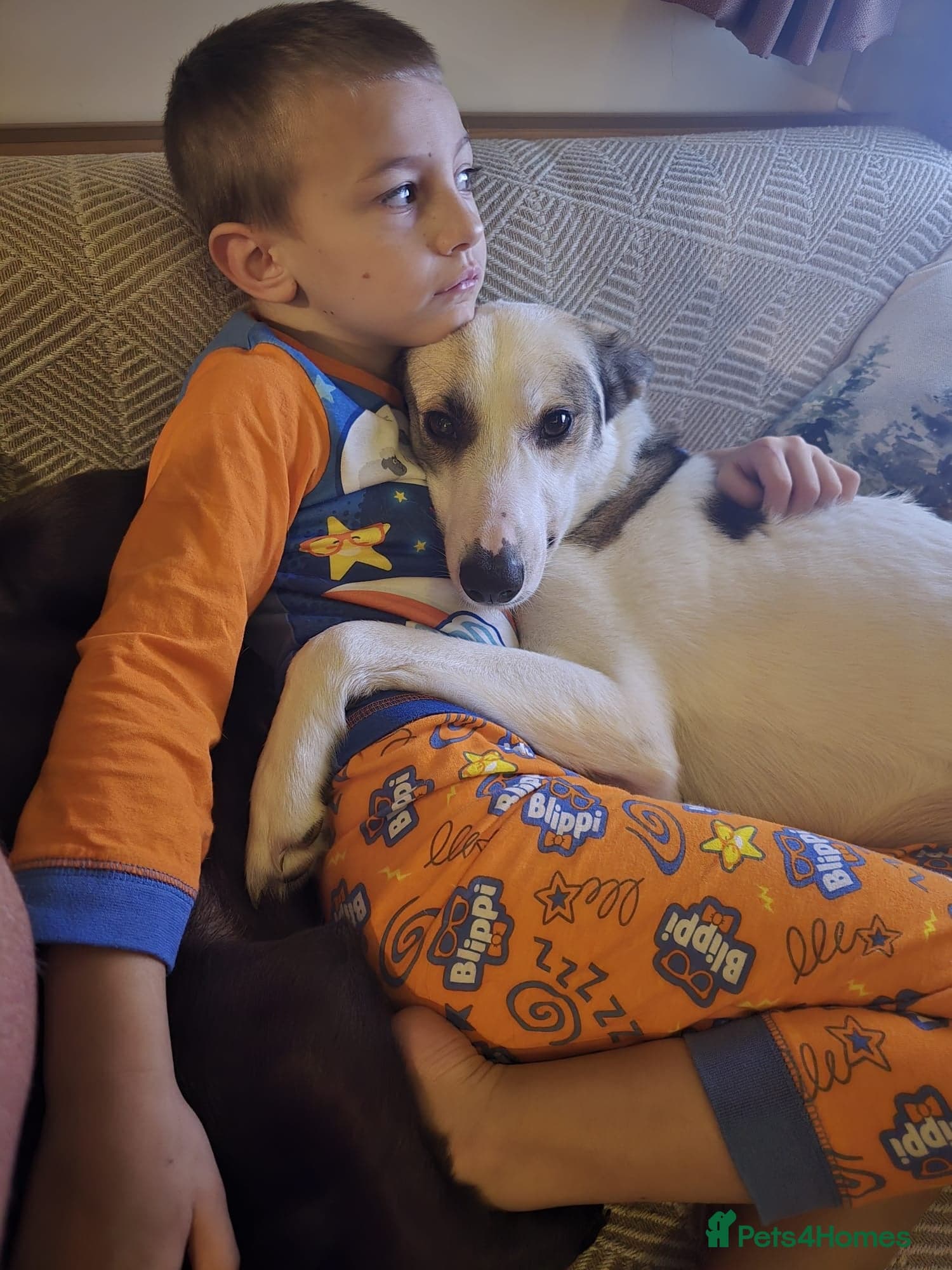 ️🐶 bela photo 7