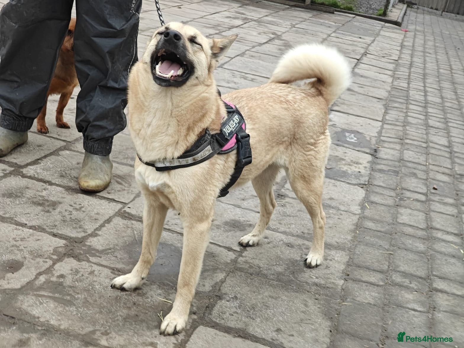 ️🐶 stacy photo 22