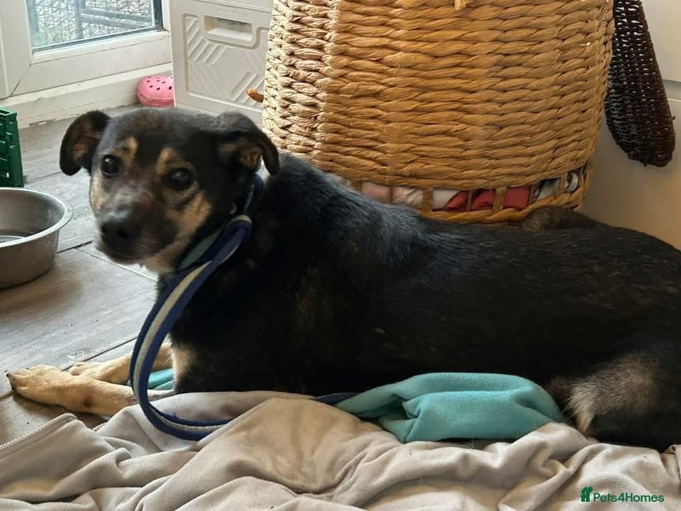 Joey - Norwich Norfolk photo 6