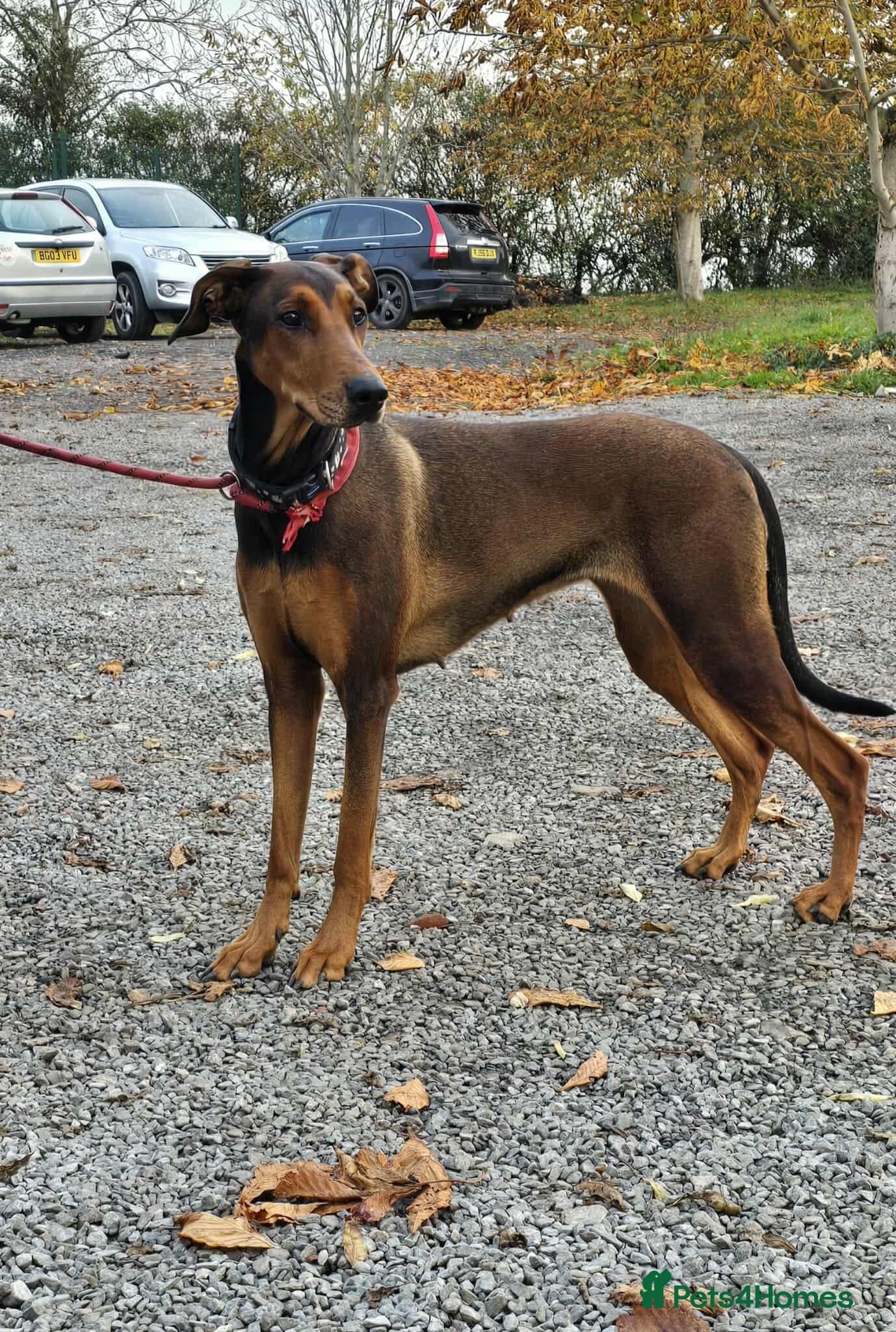 BONNIE ๐ Playful, Loving Girl photo 7