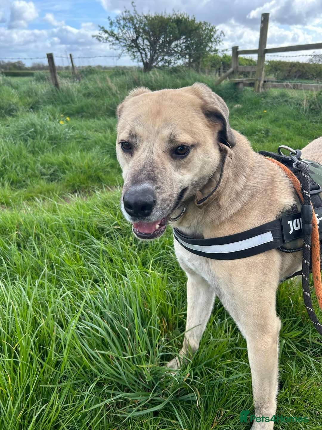 Meet Ziggy, currently residing in Cheshire photo 15