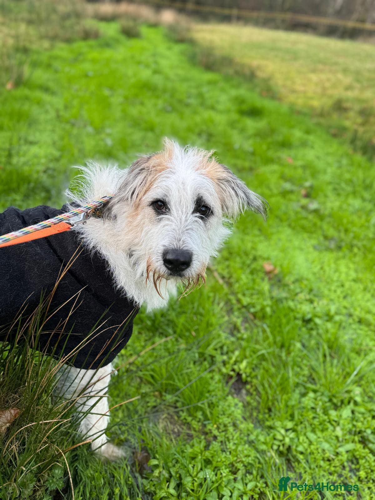 KALLIE- 18 months, loves dogs/playful/active/rural photo 26