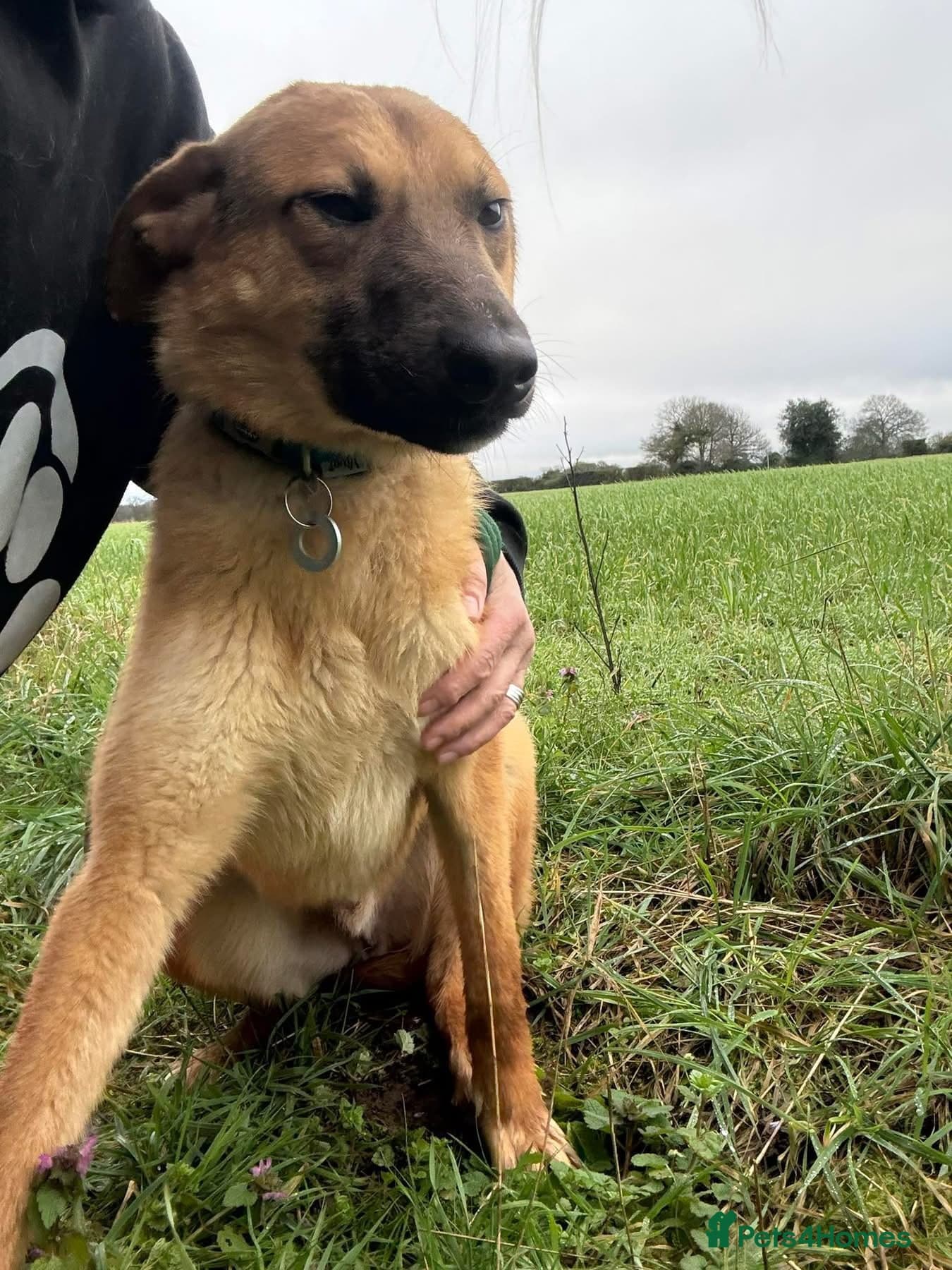 Dylan - Norwich Norfolk photo 11