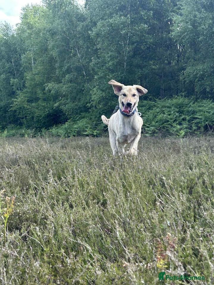 Pettern - Norwich Norfolk photo 6