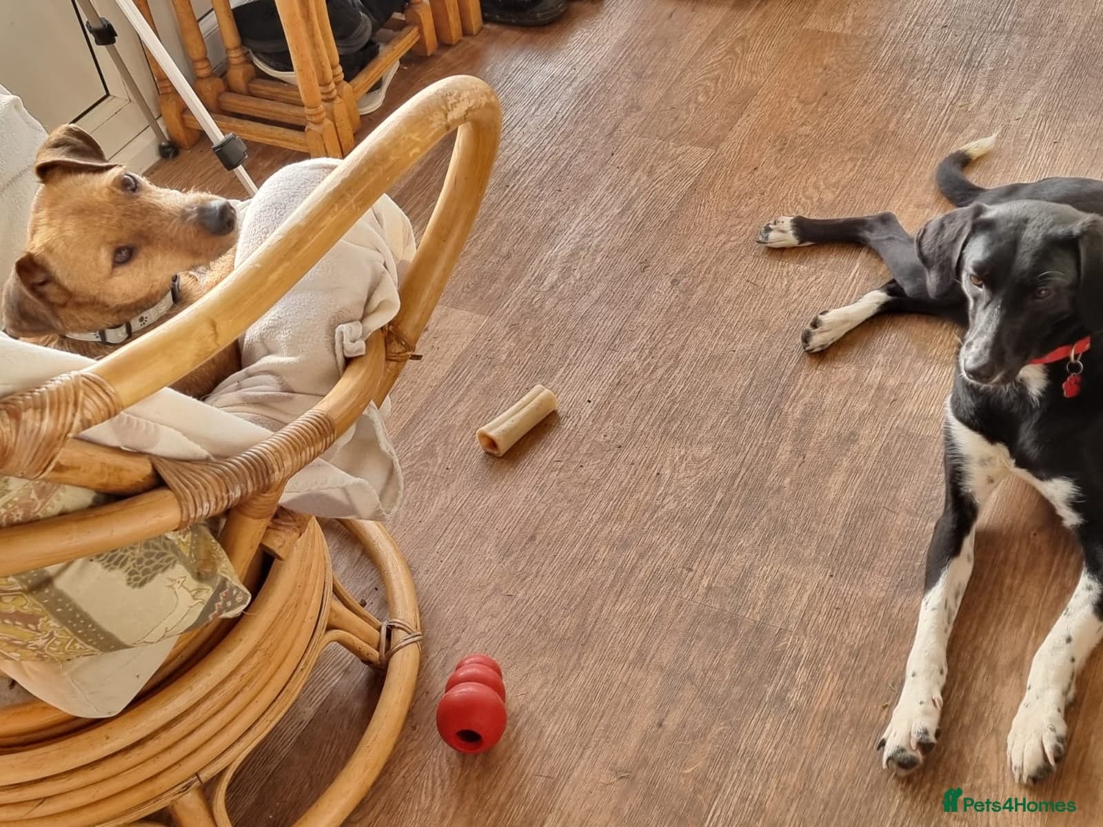 Nora for adoption in cornwall/devon photo 11