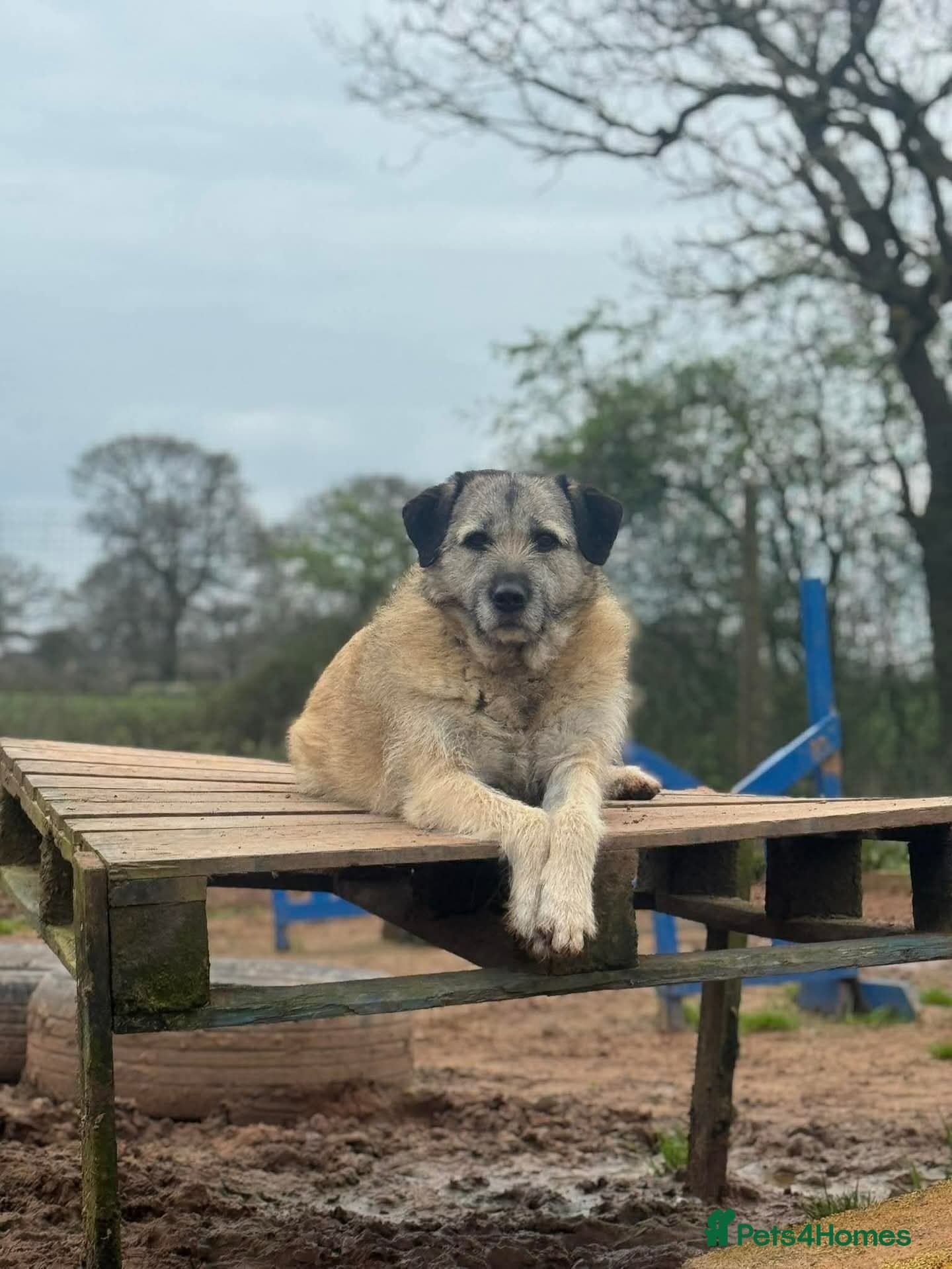 Meet Sage, currently residing in Cheshire — Mixed Breed