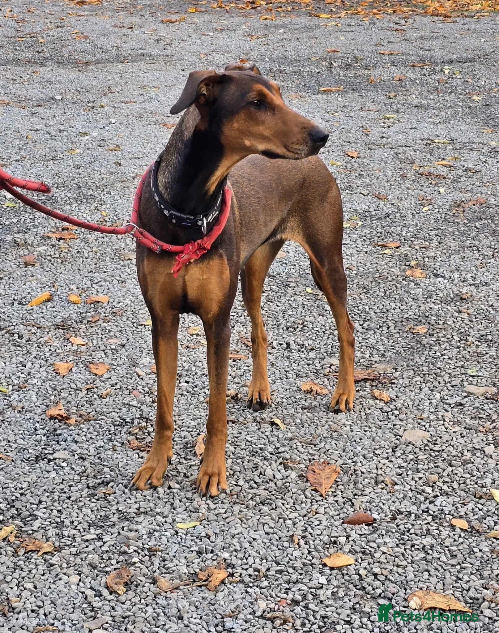 BONNIE ๐ Playful, Loving Girl photo 17