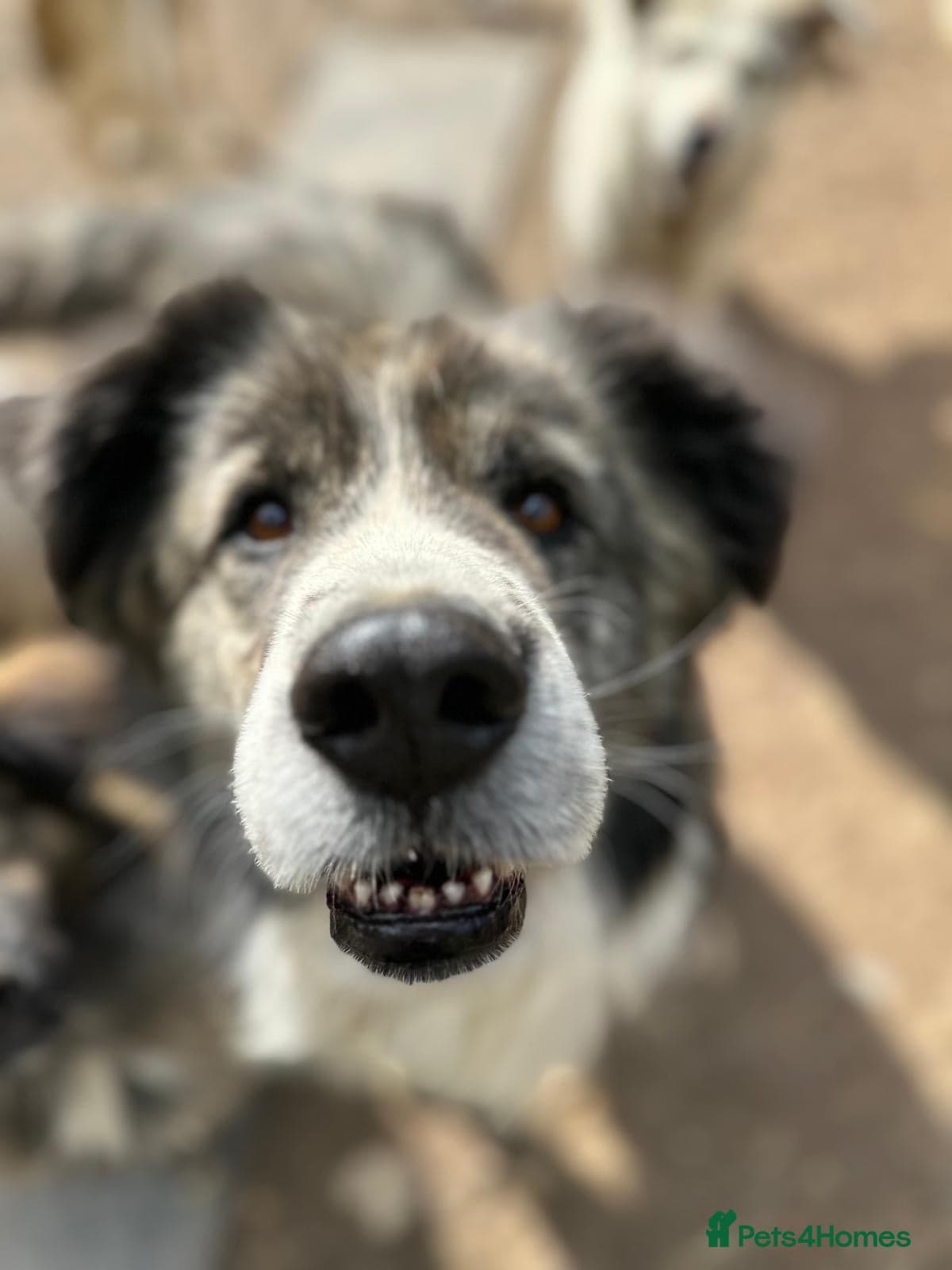 year old Iancu photo 7