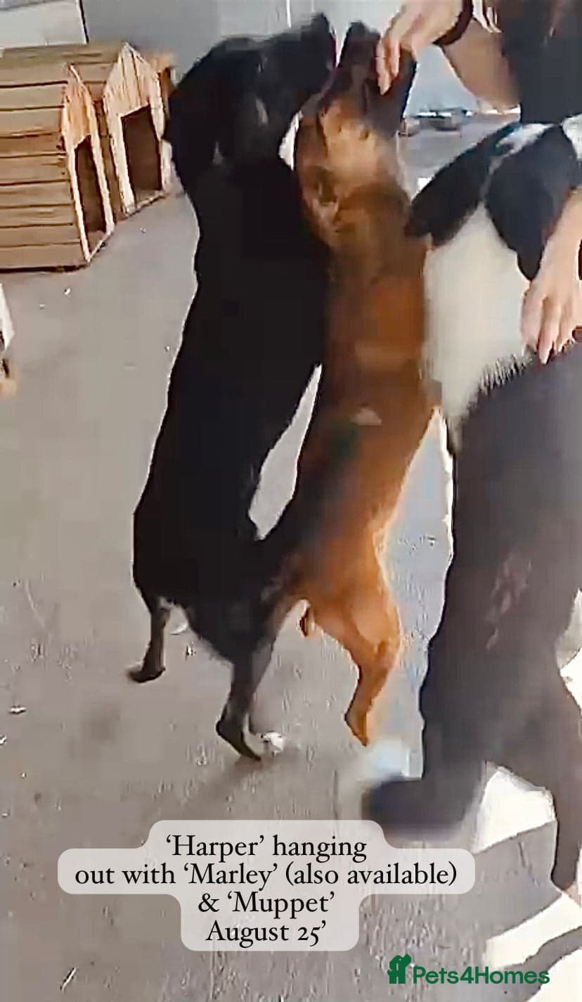 Harper, 2 yrs old approx. photo 4