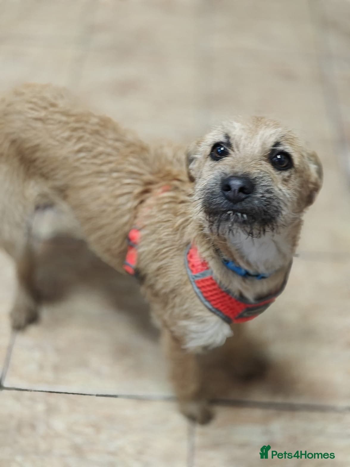 ๏ธ๐ถ bekki photo 14