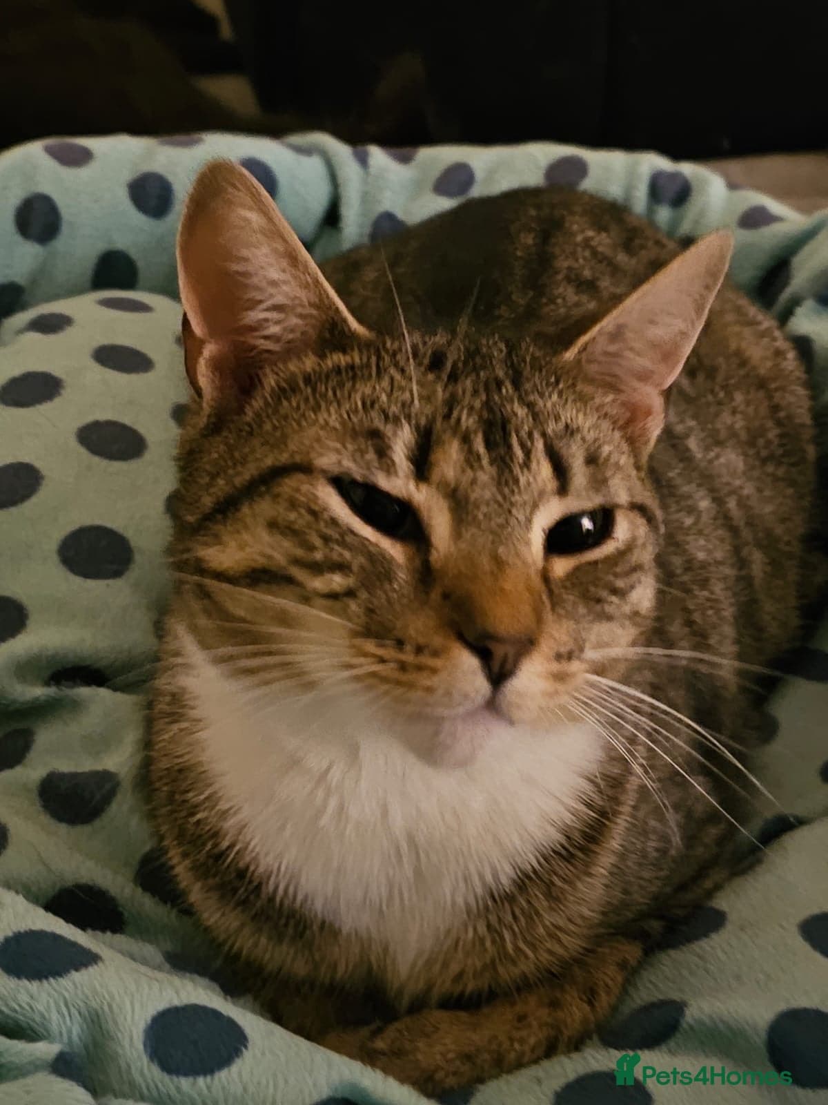 yr old Rescue Cat photo 14