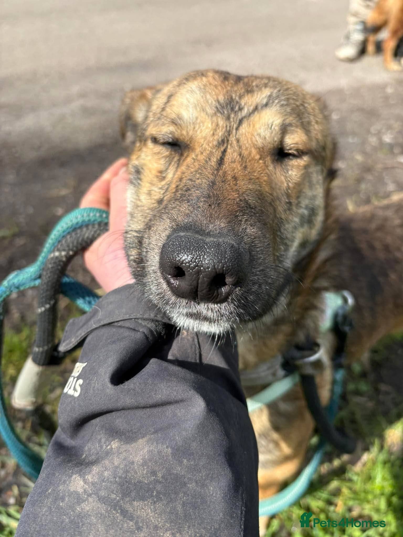 Meet Finn, currently residing in Cheshire photo 5