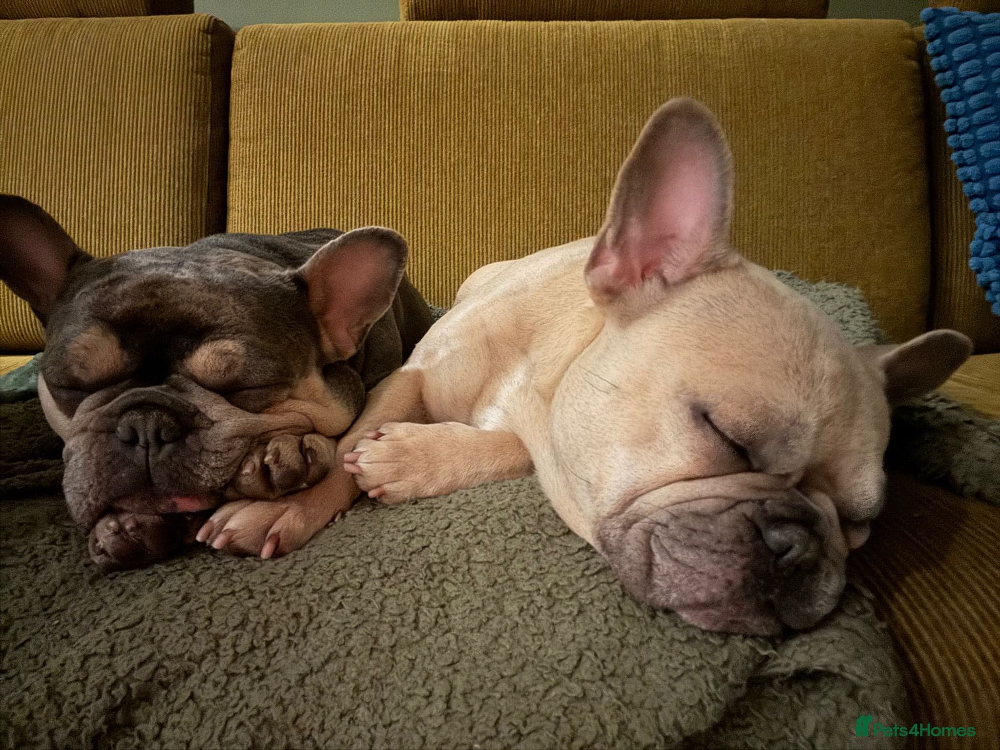 Female French bulldog photo 3