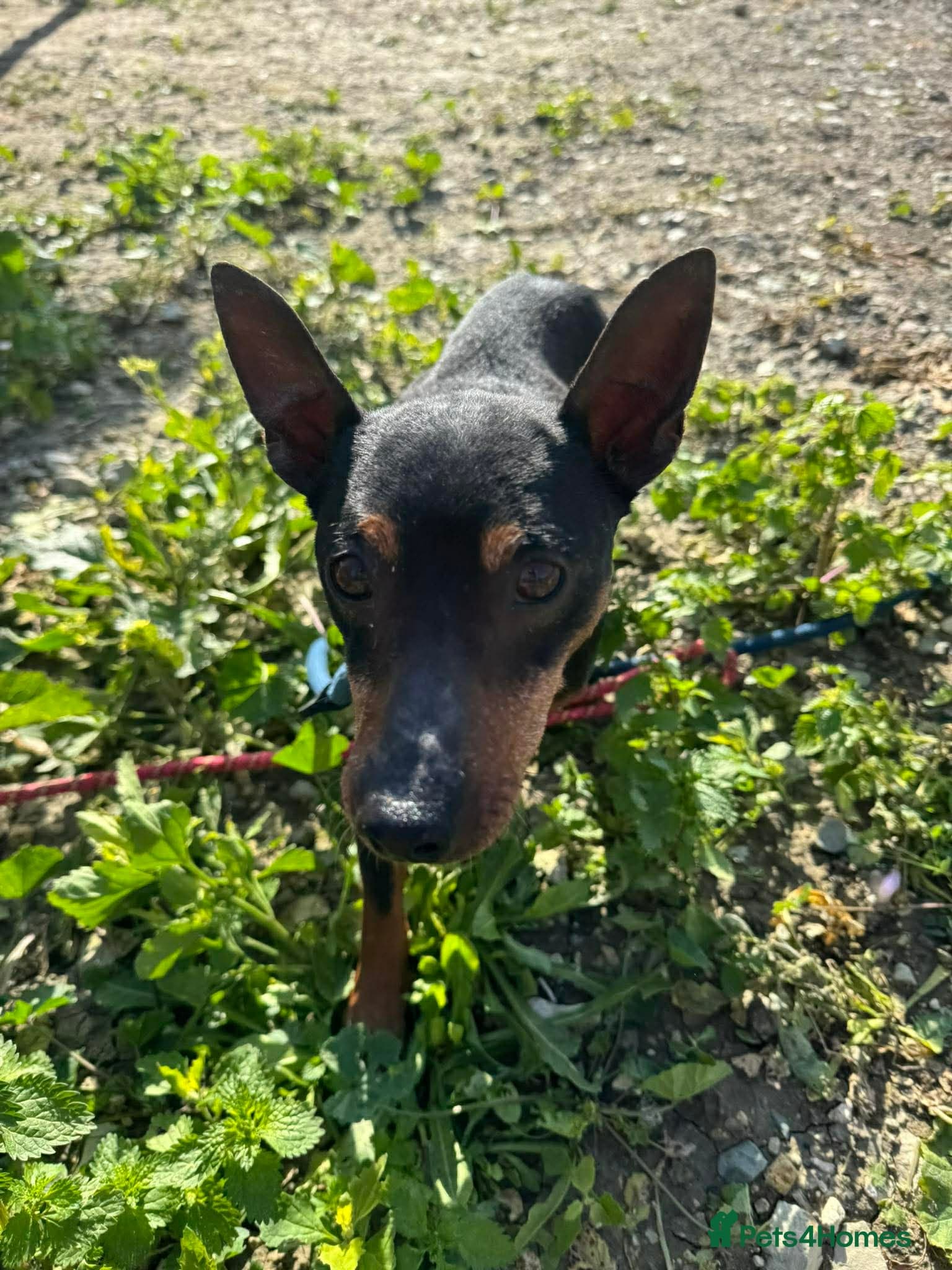 Benetton, a cuddlebug photo 9