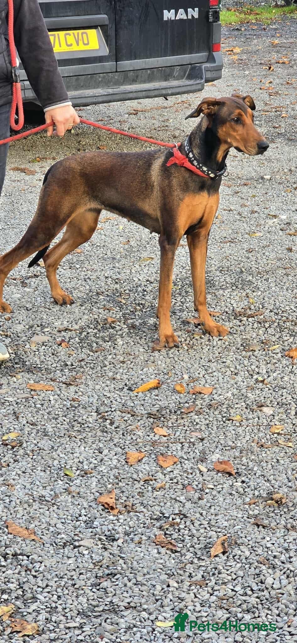 BONNIE ๐ Playful, Loving Girl photo 15