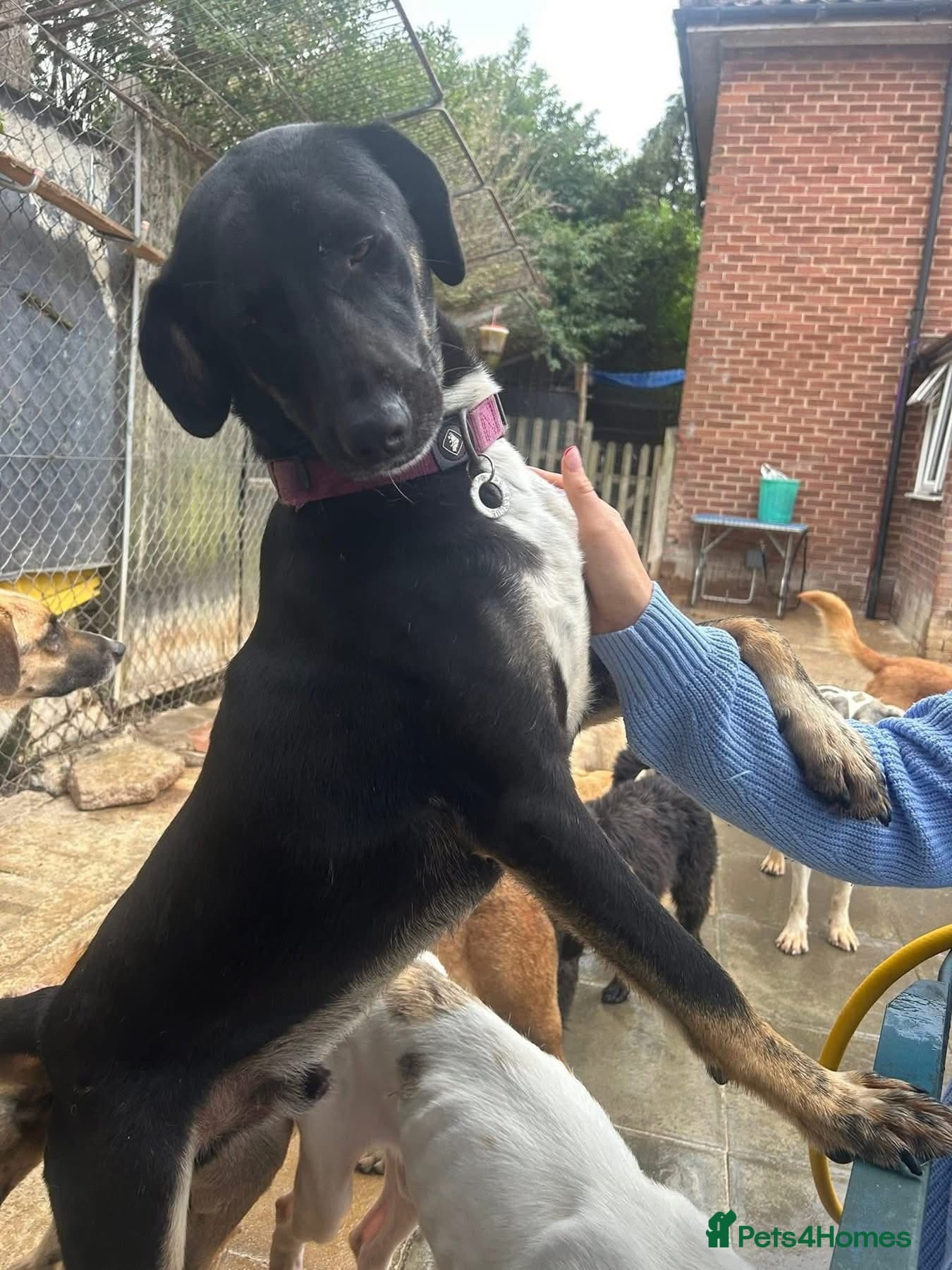 Whiskey. Norwich Norfolk photo 7