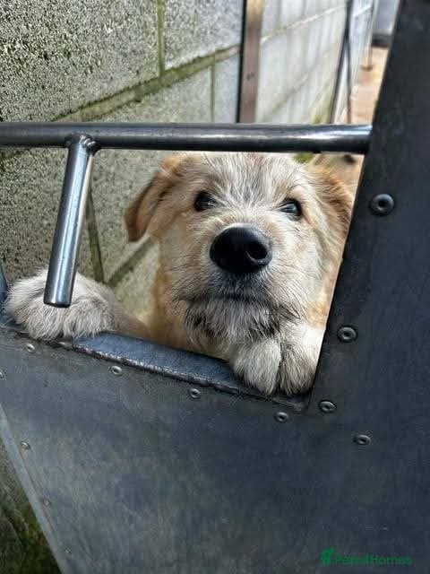 Meet Toby, currently residing in Essex photo 14