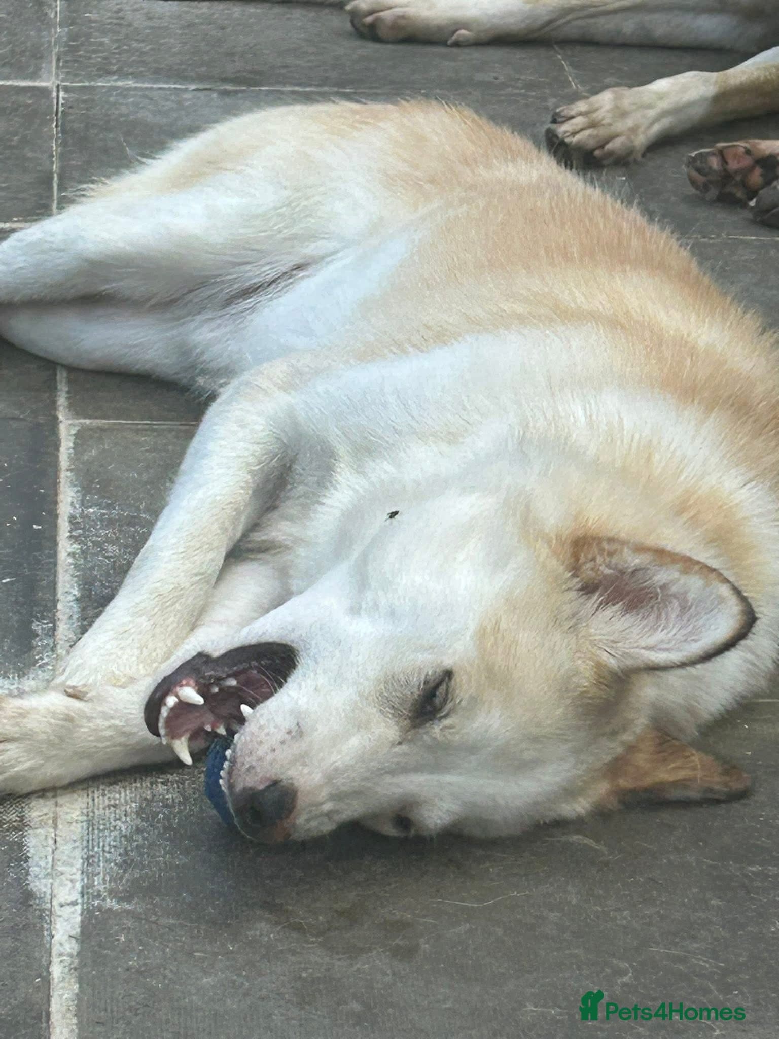 Song - Norwich Norfolk photo 9