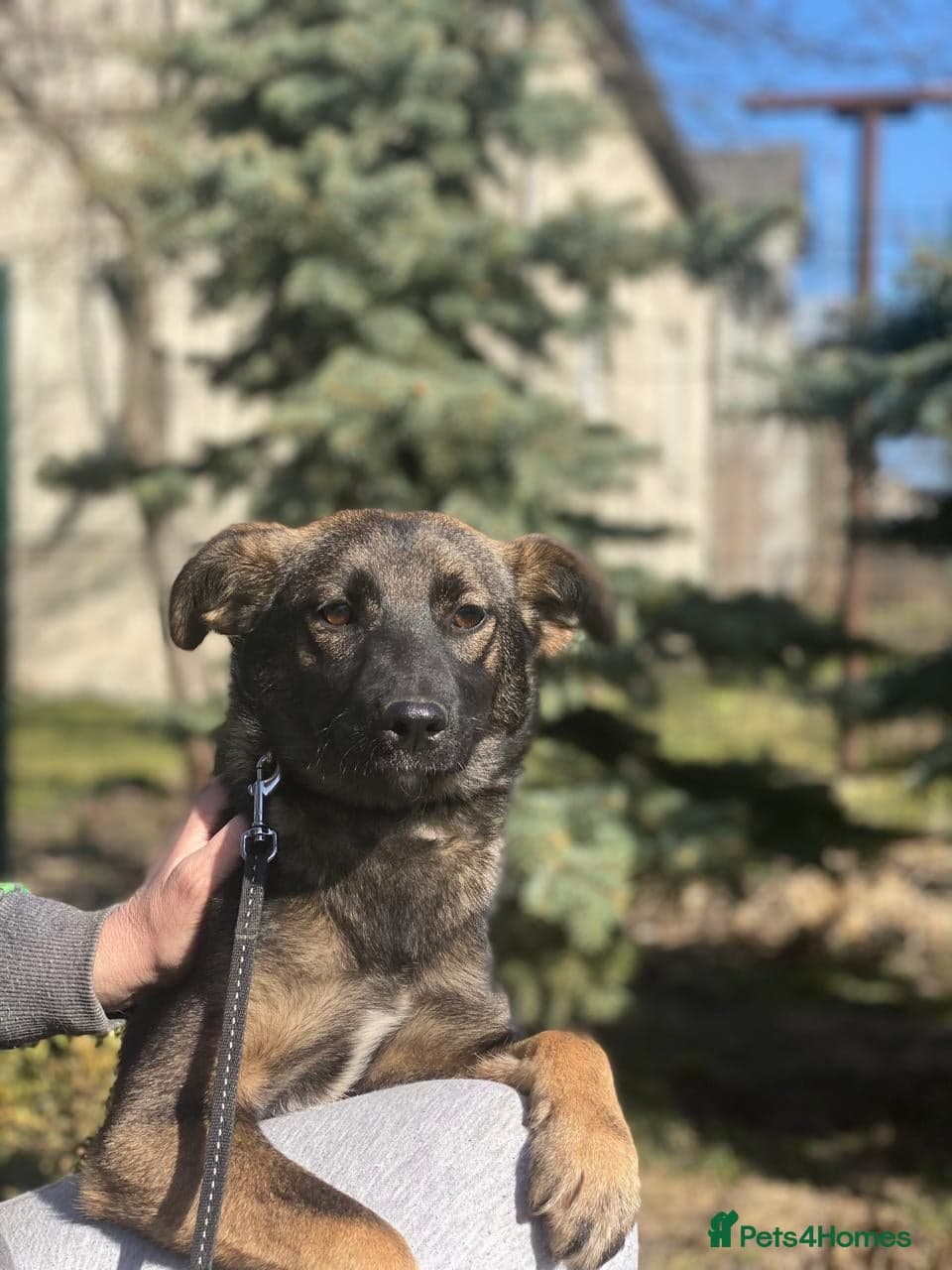 ️🐶 kuba photo 17