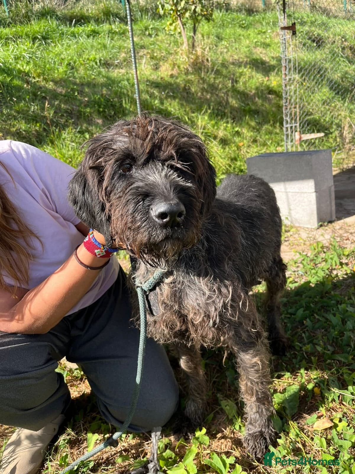 German Wirehaired Pointer Orla photo 8