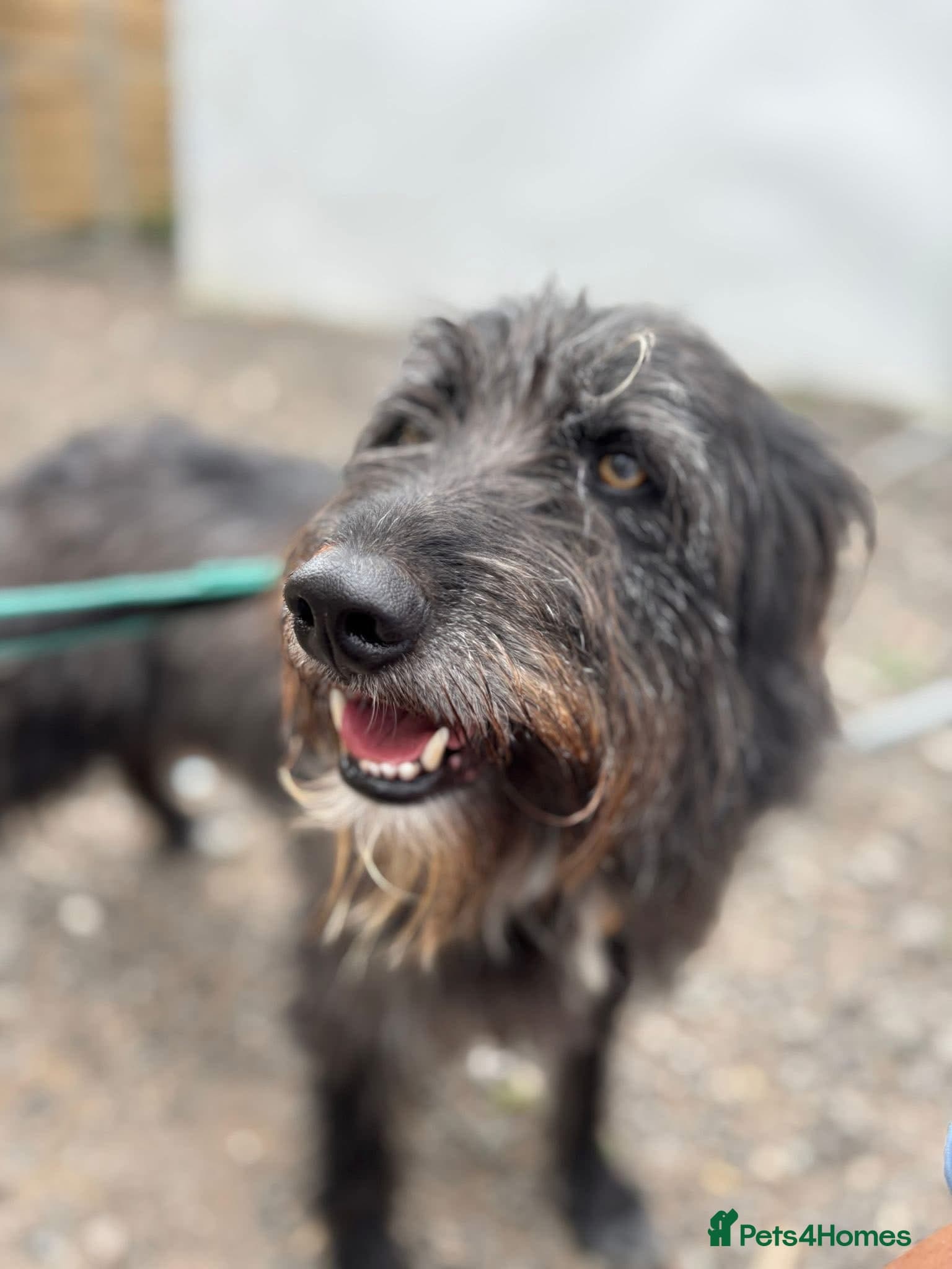 Herbie 💚 Female-only home needed! — Mixed Breed