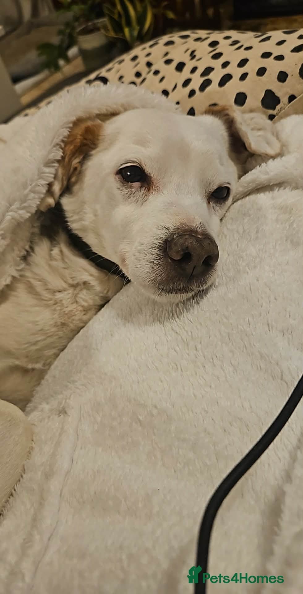 Sweet senior Bobby photo 5