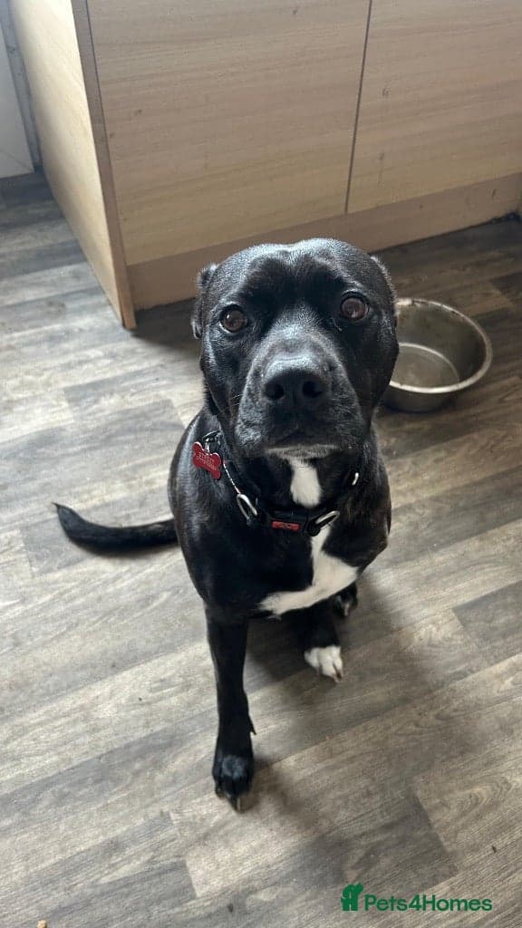 Meet Willow, currently residing in Cheshire — Staffordshire Bull Terrier