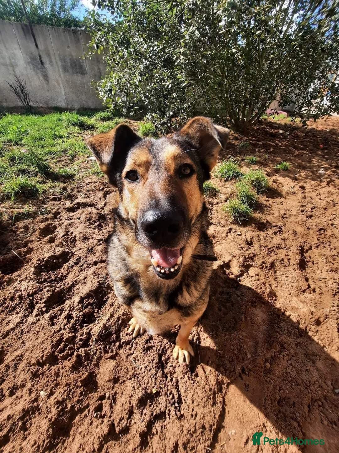 Meet Kobi, currently residing in Cheshire photo 21