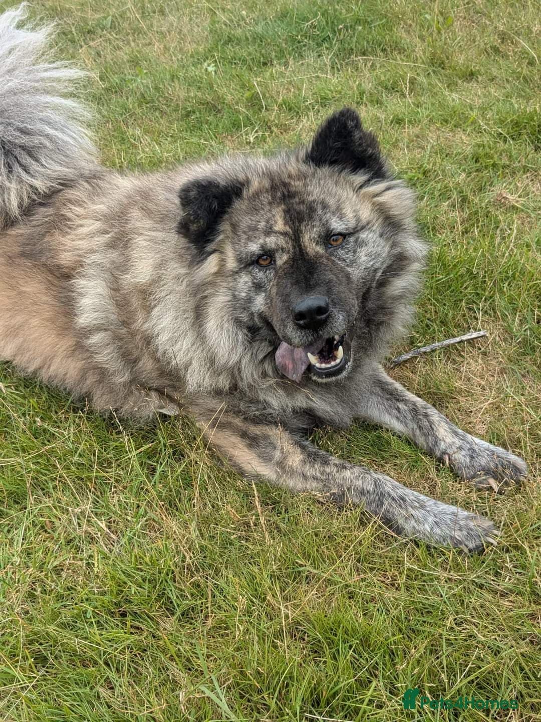 Luna Chow 💜 photo 4