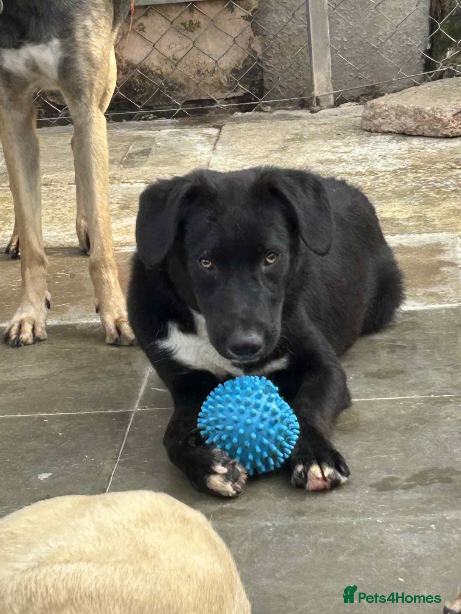 Barney - Norwich norfolk photo 14