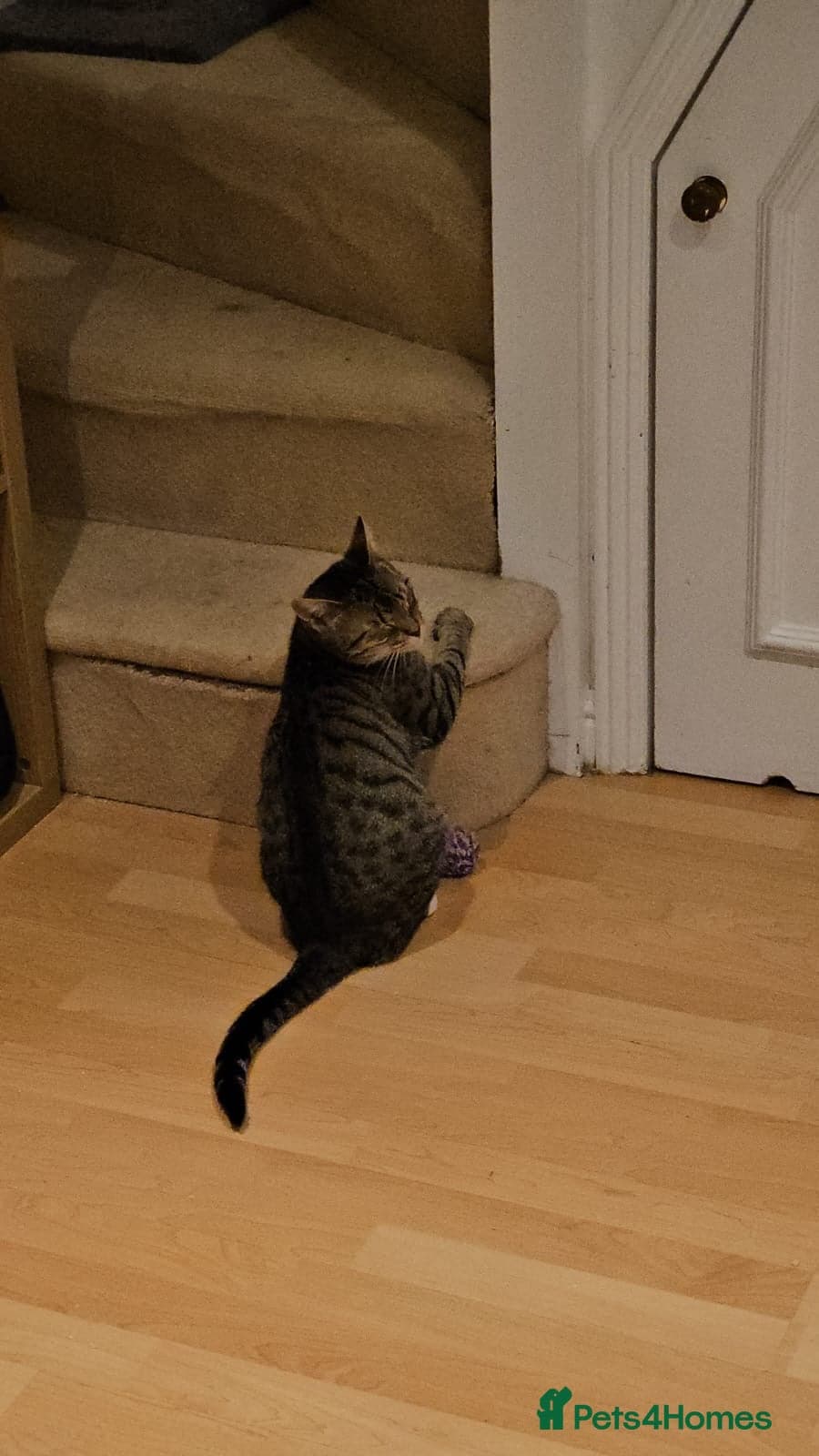 yr old Rescue Cat photo 8