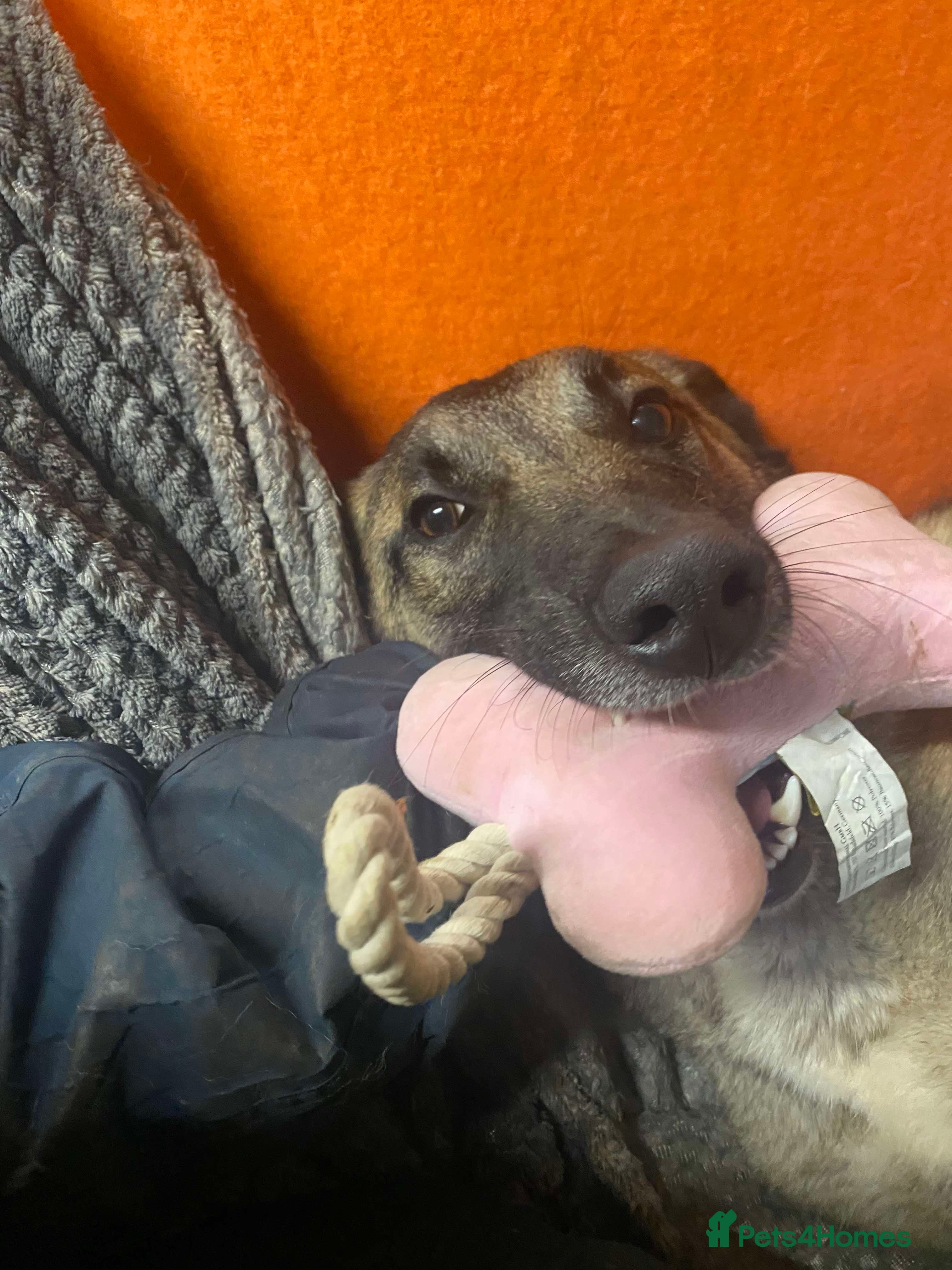 Meet Vera, currently residing in Cheshire photo 14