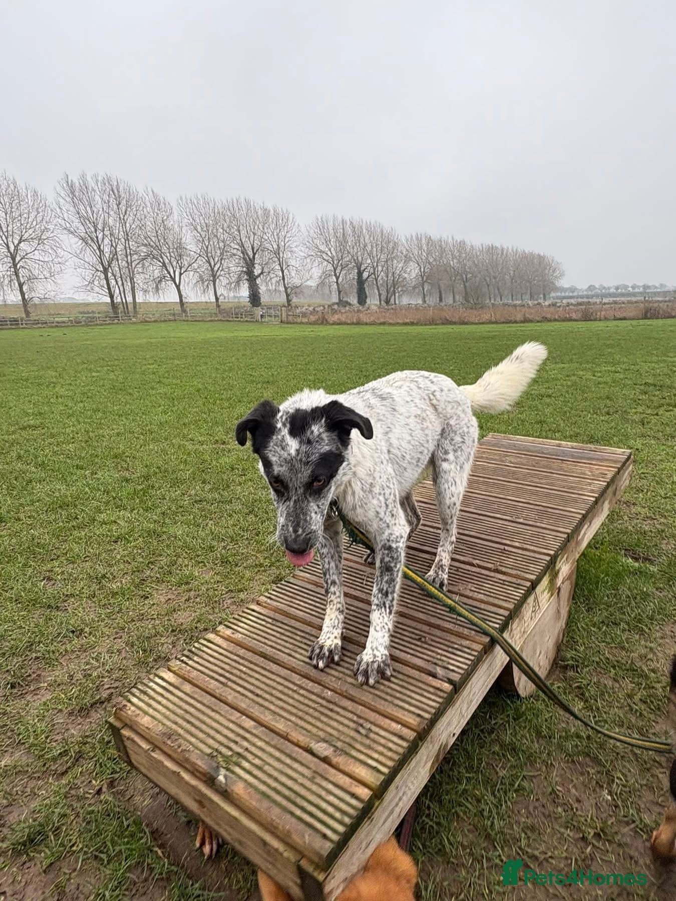 Cessil - Norwich Norfolk photo 10