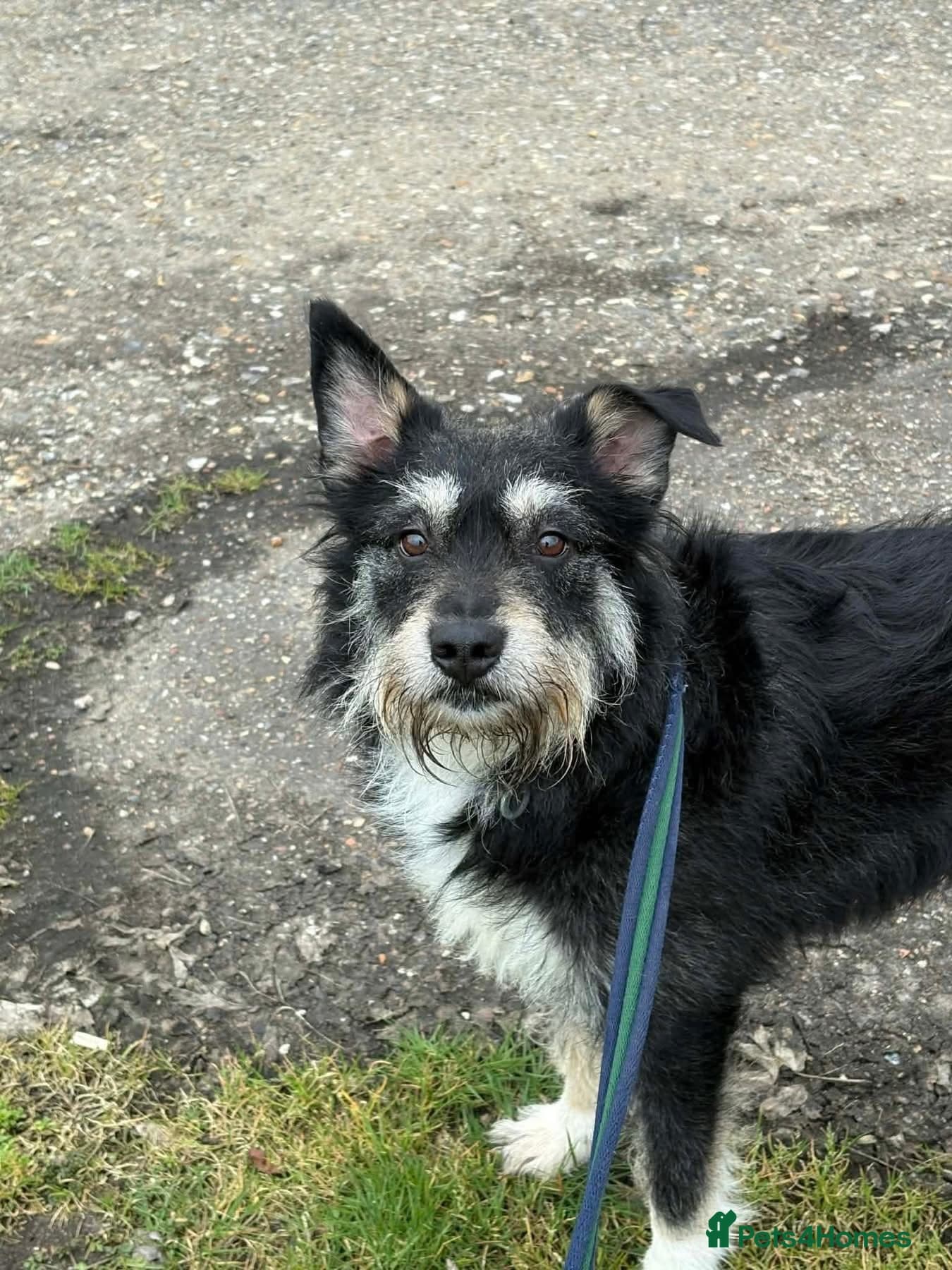 Mabel - Badersfield Norfolk photo 11