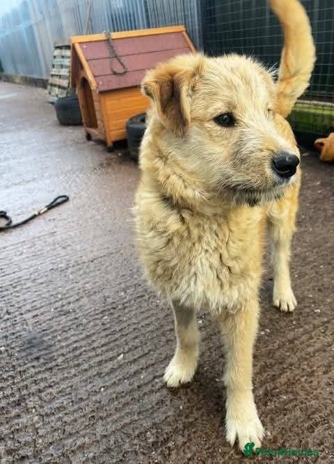 Meet Toby, currently residing in Essex photo 8