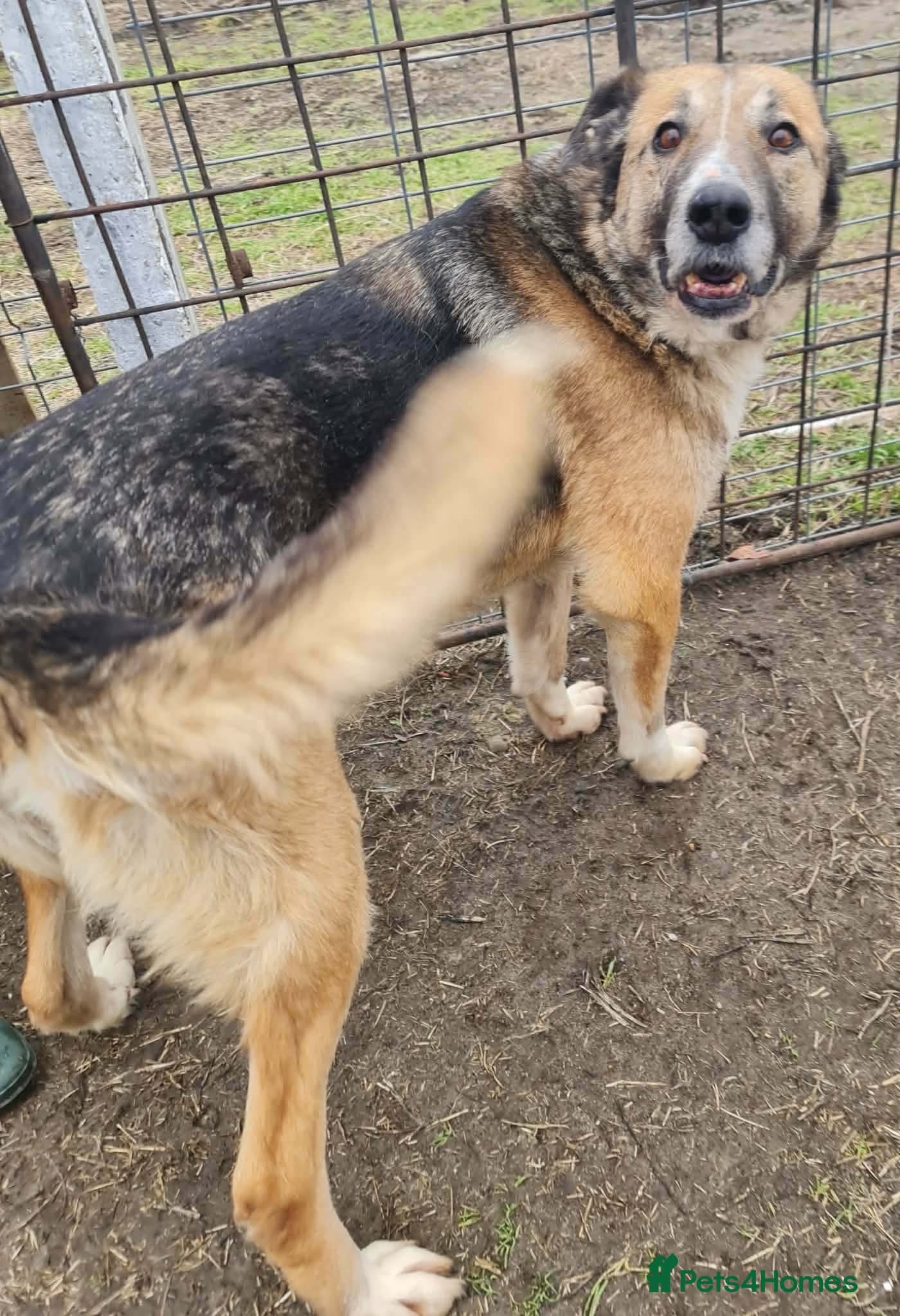 Nantosuelta — Mixed Breed