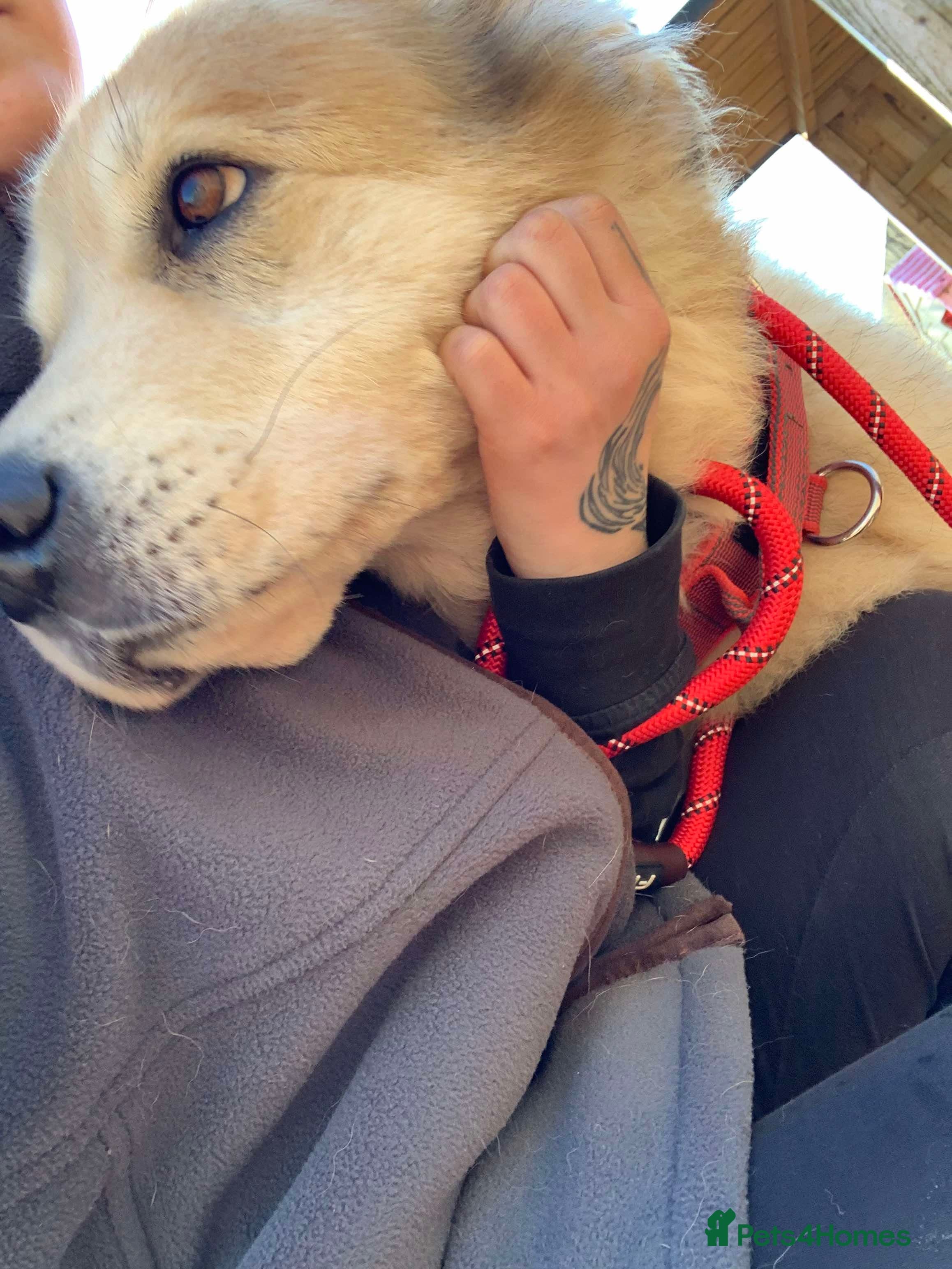 Meet Paddy, currently residing in Cheshire photo 7