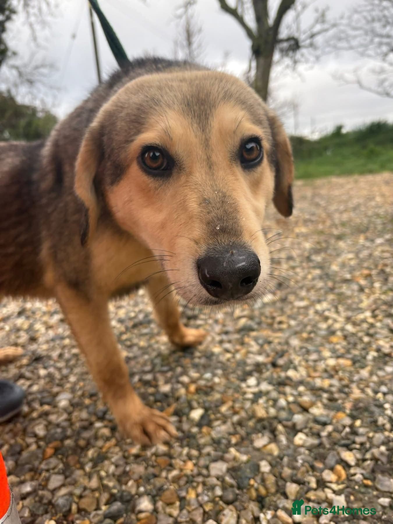 Rollo - Norwich Norfolk photo 7