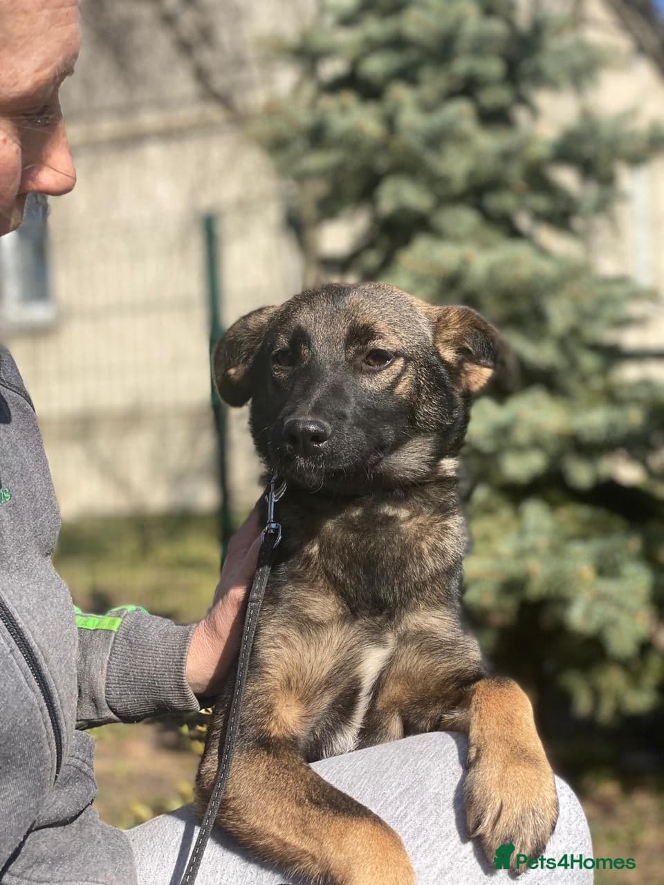 ️🐶 kuba photo 10