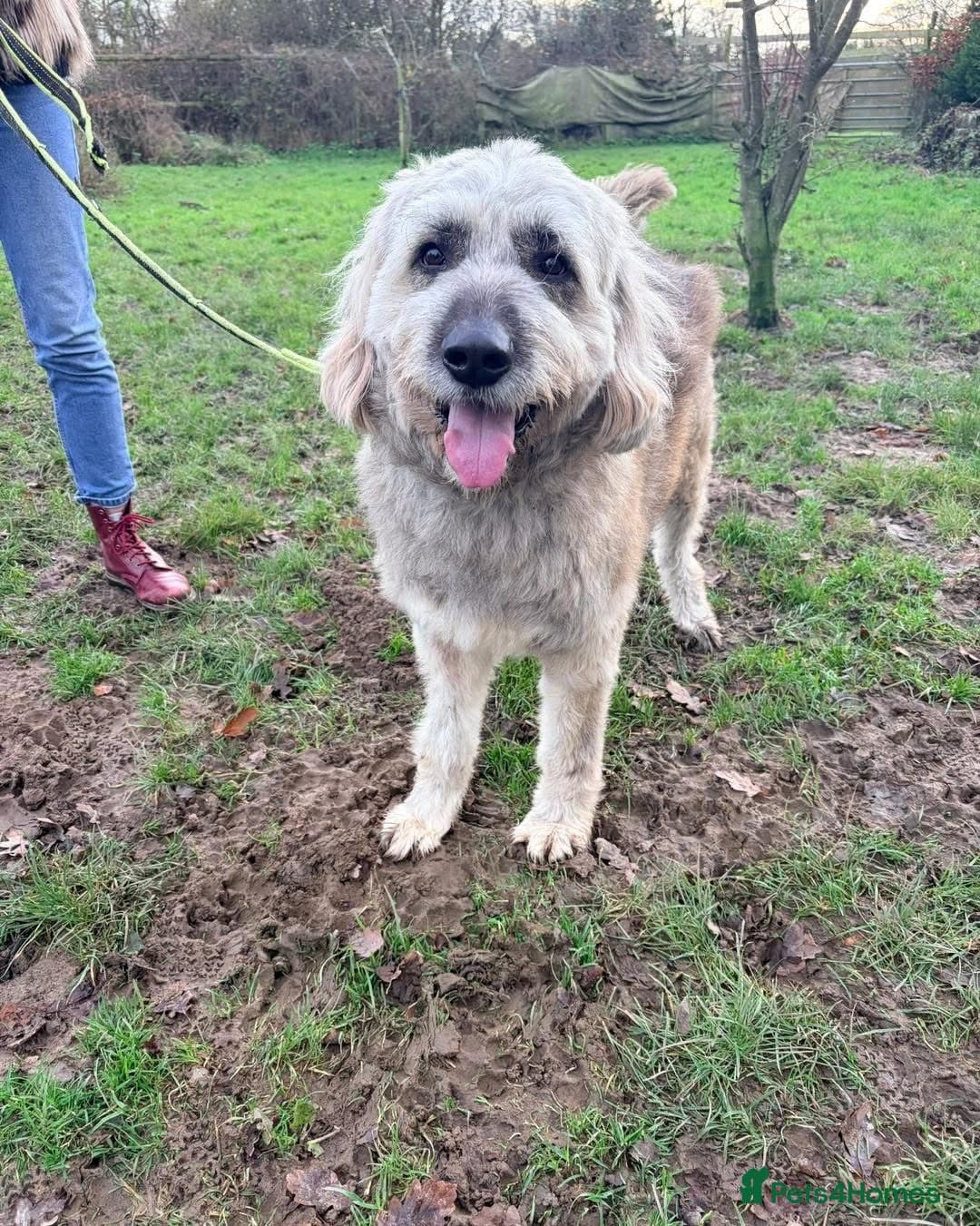 Oscar - our bear boy💚 photo 6