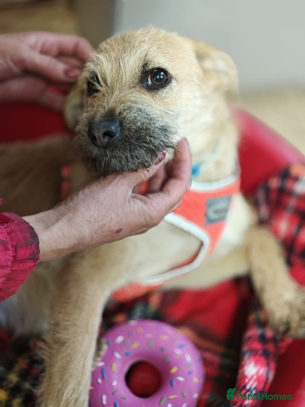 ๏ธ๐ถ bekki photo 17