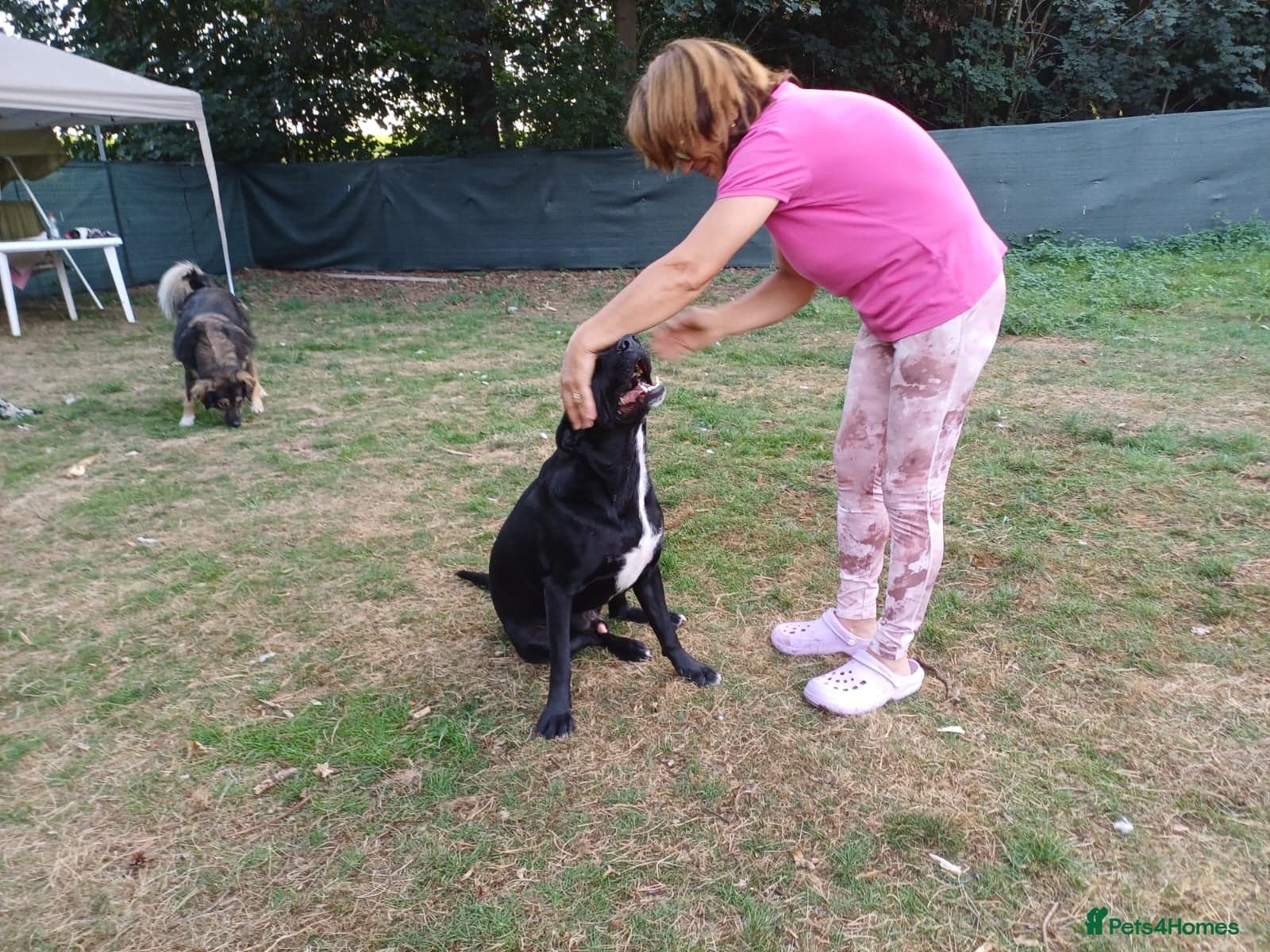SHEAMUS,URGENT sensitive Soul Labrador Cross photo 20